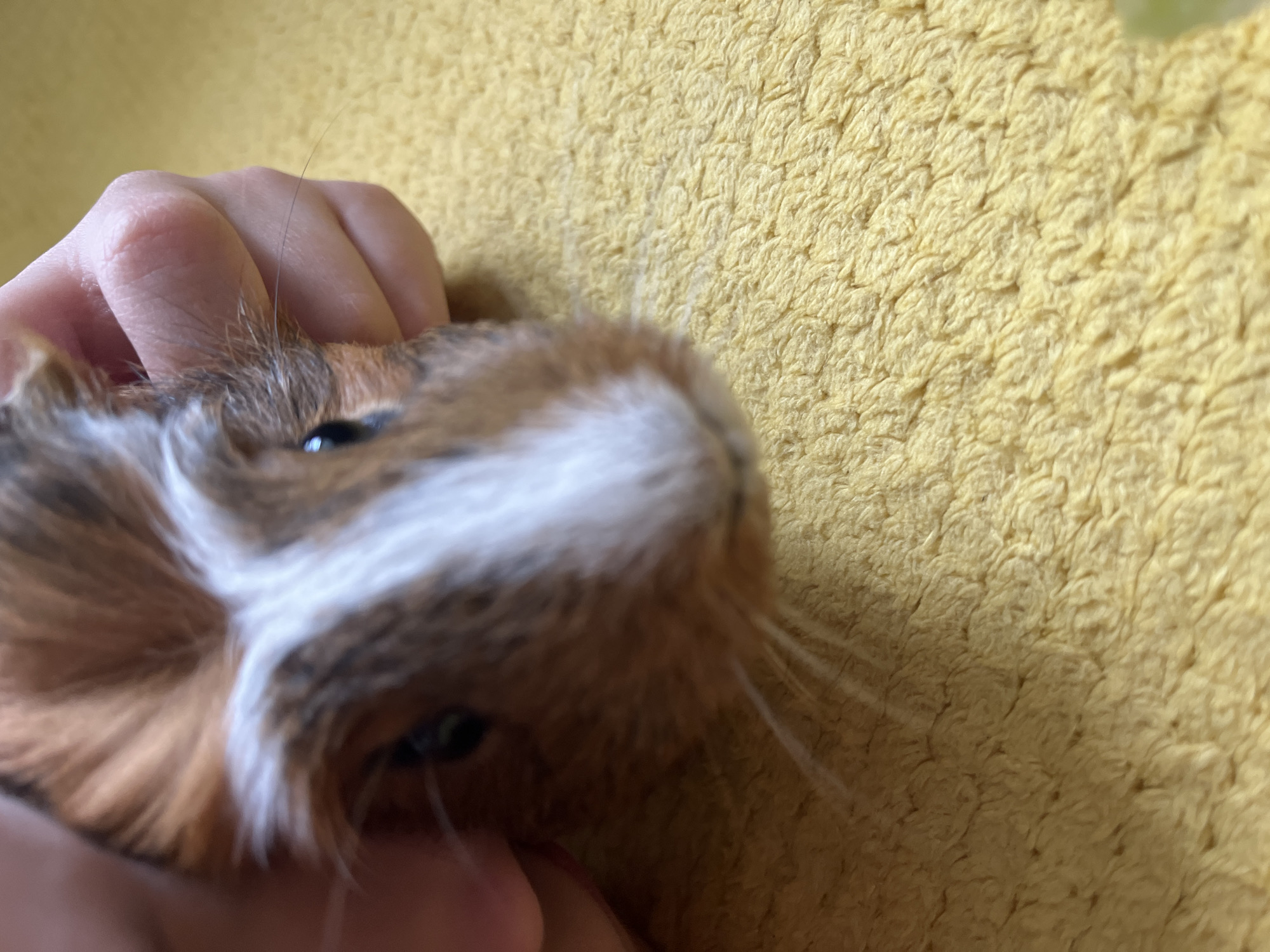 A close-up shot shows a guinea pig being held by a hand against a yellow, textured background. The guinea pig has brown, white, and grey fur, with prominent whiskers. The hand is light-skinned. The background appears to be a soft, possibly fabric-covered surface. The location and city are unknown.
