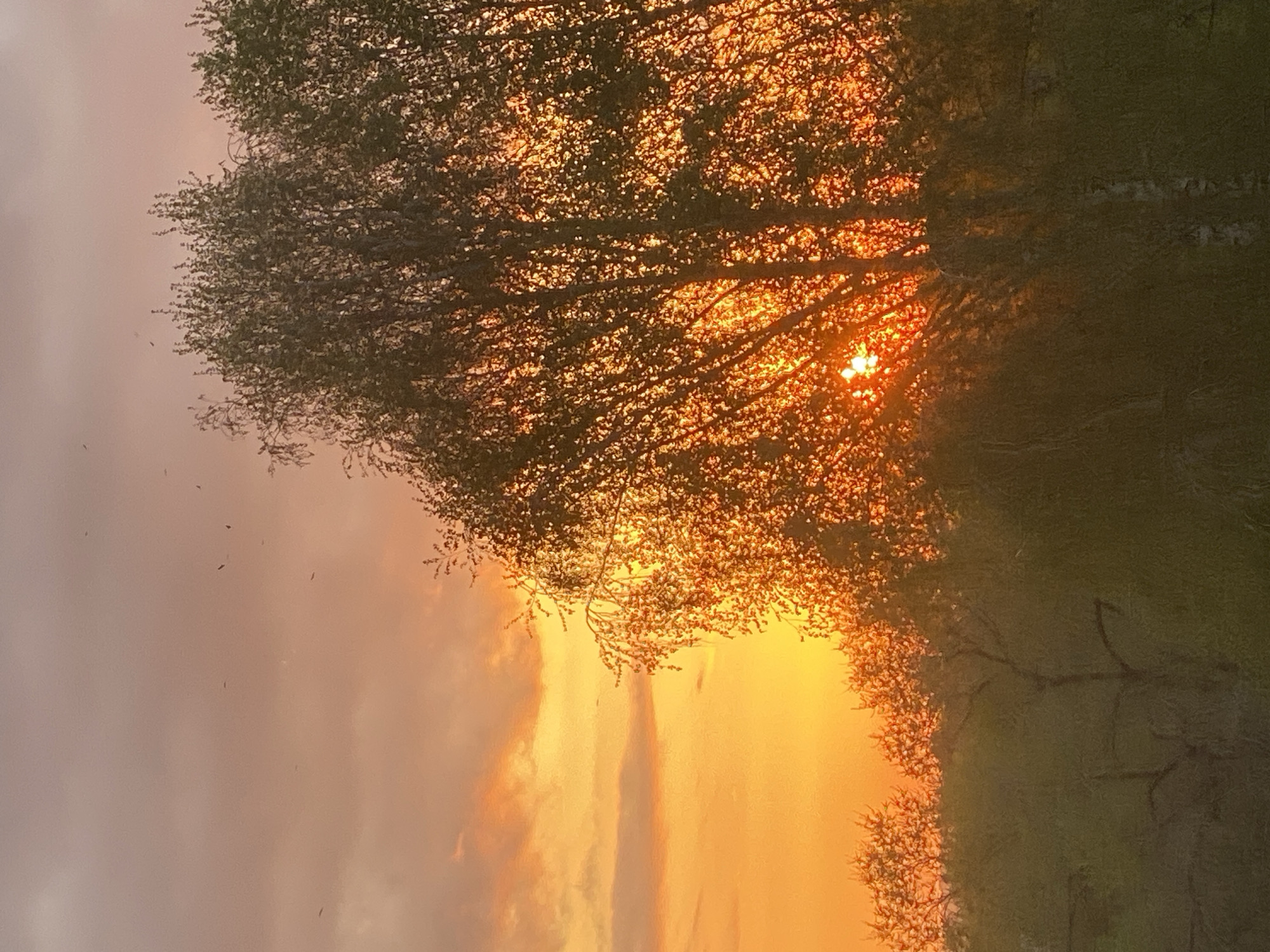 The image shows a sunset or sunrise scene, likely in a wooded area near the city of Novokuznetsk, Russia, based on the context provided. The sun is positioned behind a tree, creating a silhouette effect with its branches and leaves. The light filtering through the tree casts an orange glow across the sky and landscape. There are no visible people or distinct objects other than the tree and surrounding vegetation. The environment appears to be a mix of open sky with cloud formations and wooded areas or fields.