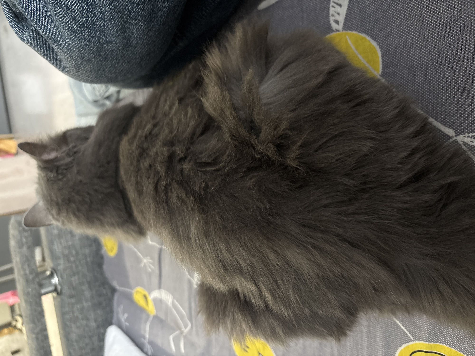 A fluffy, gray cat is viewed from behind, its body filling the majority of the frame. The cat is resting on a patterned surface, possibly a blanket or bedspread, which features yellow circular shapes and thin white lines. To the right of the cat, a person's legs are visible, clad in denim jeans. The background is blurred, suggesting an indoor environment, with hints of furniture and possibly other objects. The scene is devoid of any recognizable landmarks or context to pinpoint its location in Vladivostok, Russia.