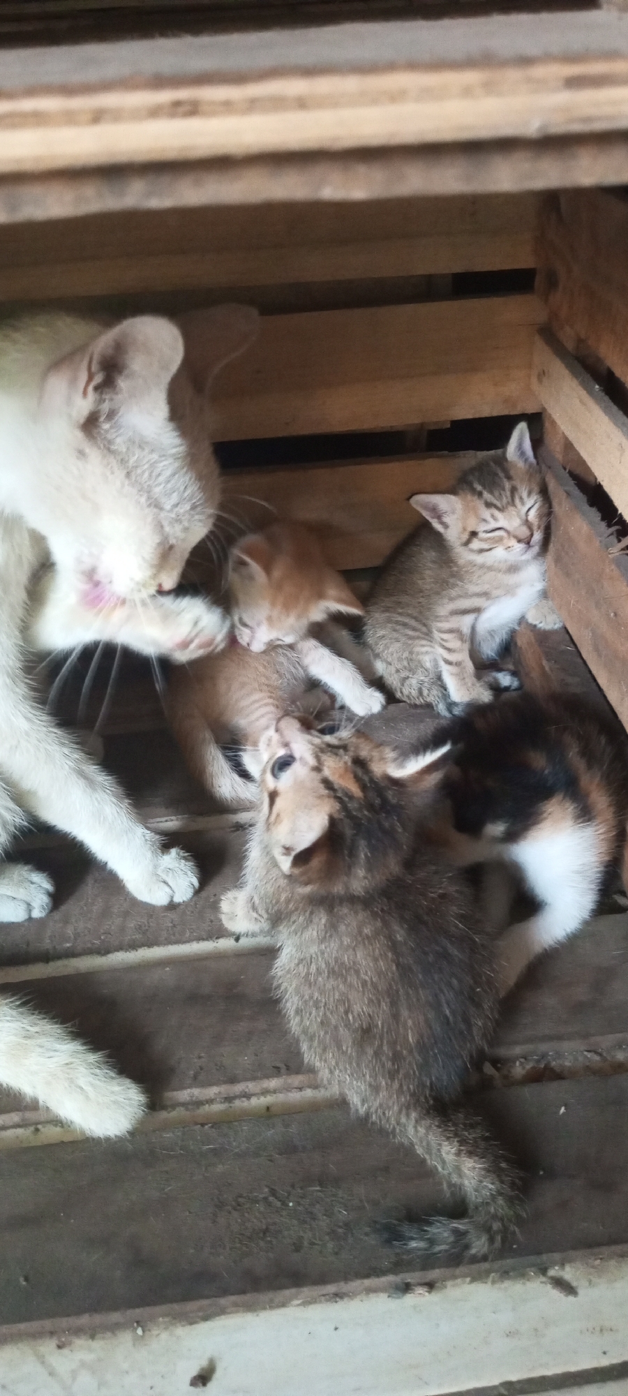 A mother cat is grooming one of her four kittens in a wooden crate. The crate appears to be located on a wooden surface. The mother cat is light colored, possibly white or cream, and is licking the face of an orange kitten. Two other kittens are also visible, one is a tabby and is sleeping. The fourth kitten is mostly obscured by the others. The setting is consistent with a rustic or outdoor environment. The image was taken in Lubangbuaya, Indonesia.
