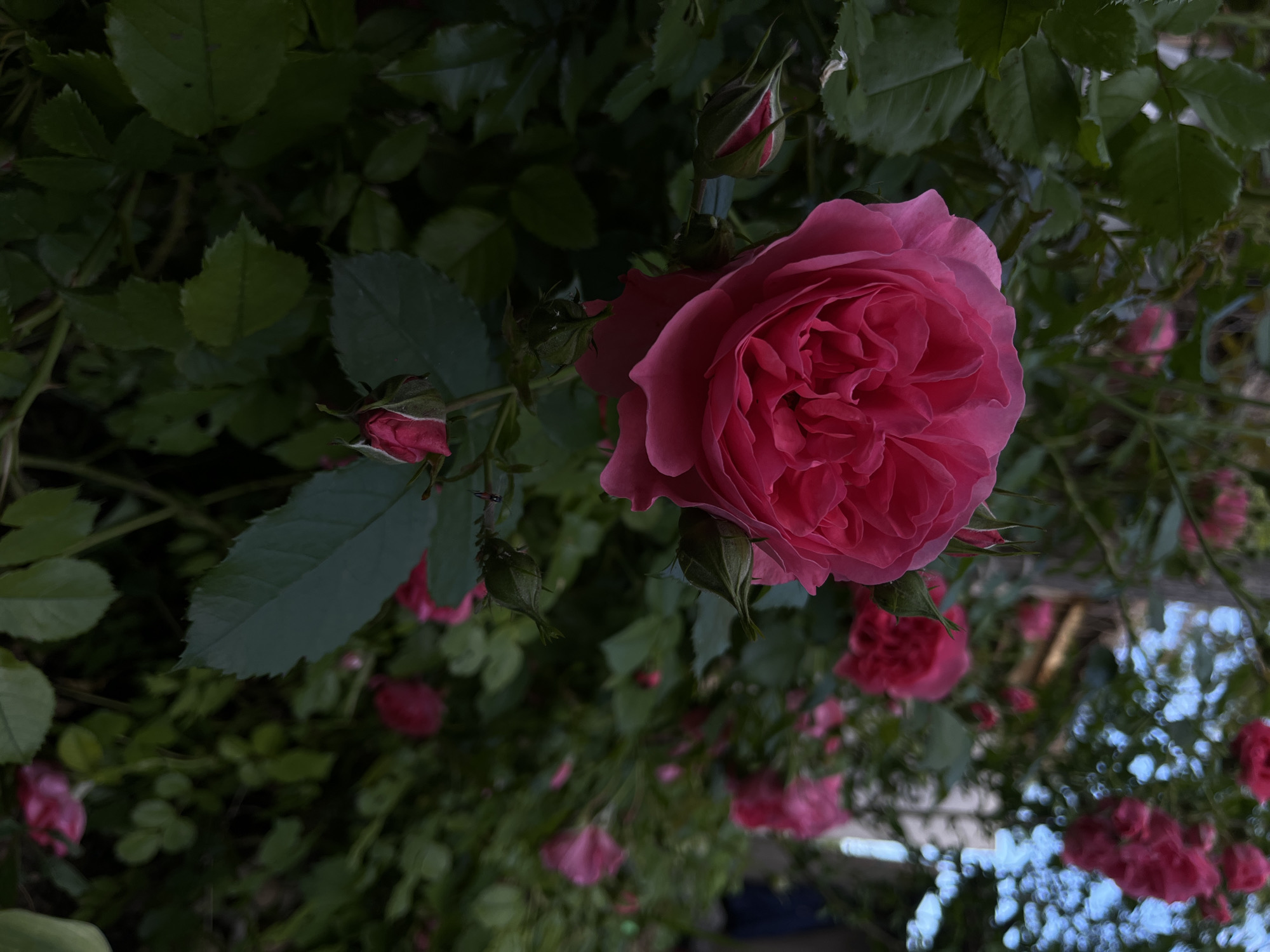 The image captures a vibrant pink rose in full bloom, positioned slightly to the right of the frame's center. Its numerous petals unfurl in a captivating, layered spiral, showcasing a rich magenta hue. Surrounding the prominent blossom are several tightly closed rose buds and smaller, less defined pink roses in various stages of bloom, contributing to the lushness of the scene.
The dominant backdrop is a dense arrangement of dark green rose leaves and stems, some in sharp focus near the main flower, while others fade into a blurry, verdant mass behind. This shallow depth of field accentuates the primary rose, drawing the viewer's eye to its intricate details. The lighting appears soft and diffused, suggesting either an overcast day, early morning, or late afternoon, as there are no harsh shadows. Glimpses of a lighter, blurry background, possibly sky or distant foliage, can be seen through the leaves, especially towards the right side.
The image exudes a sense of natural beauty and tranquility, portraying a thriving rose bush or climber. No human activity is depicted, nor is any visible text present. The overall impression is one of natural splendor within a garden setting.