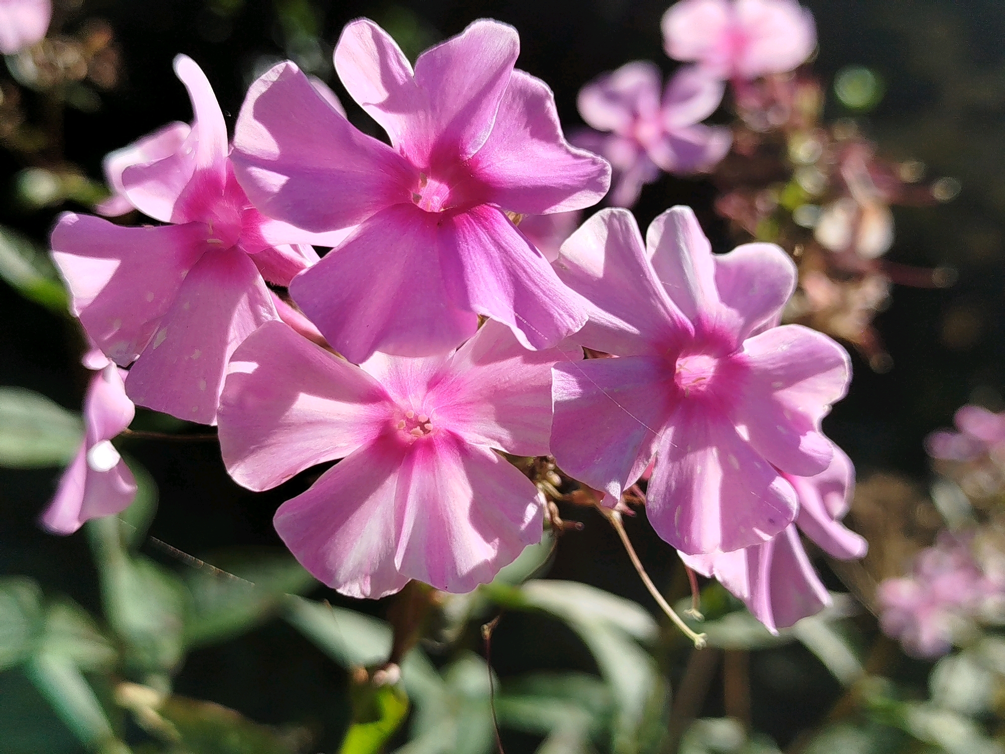 A cluster of bright pink phlox flowers are in full bloom, their petals catching the sunlight. The flowers are the primary focus, with their delicate shapes and vibrant hues creating a soft, romantic aesthetic. The background is a blur of dark greens and browns, with hints of other out-of-focus pink flowers suggesting a garden setting. The image is a close-up shot, emphasizing the intricate details of the phlox. The location is Чкаловское Снт, Russia.