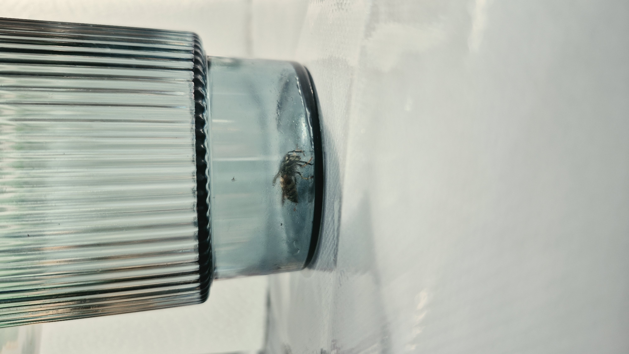 An overhead shot shows a glass jar placed on a white, textured surface. The jar, made of blue-tinted glass, has vertical ridges on its upper half and a smooth, cylindrical base. Inside the jar, a deceased insect, possibly a bee, is visible on the bottom. The surface beneath the jar appears wet or reflective, with subtle light patterns. The background is blurred and off-white, suggesting an indoor setting. The image does not contain any information that would allow for the identification of its location in Chemnitz, Germany.