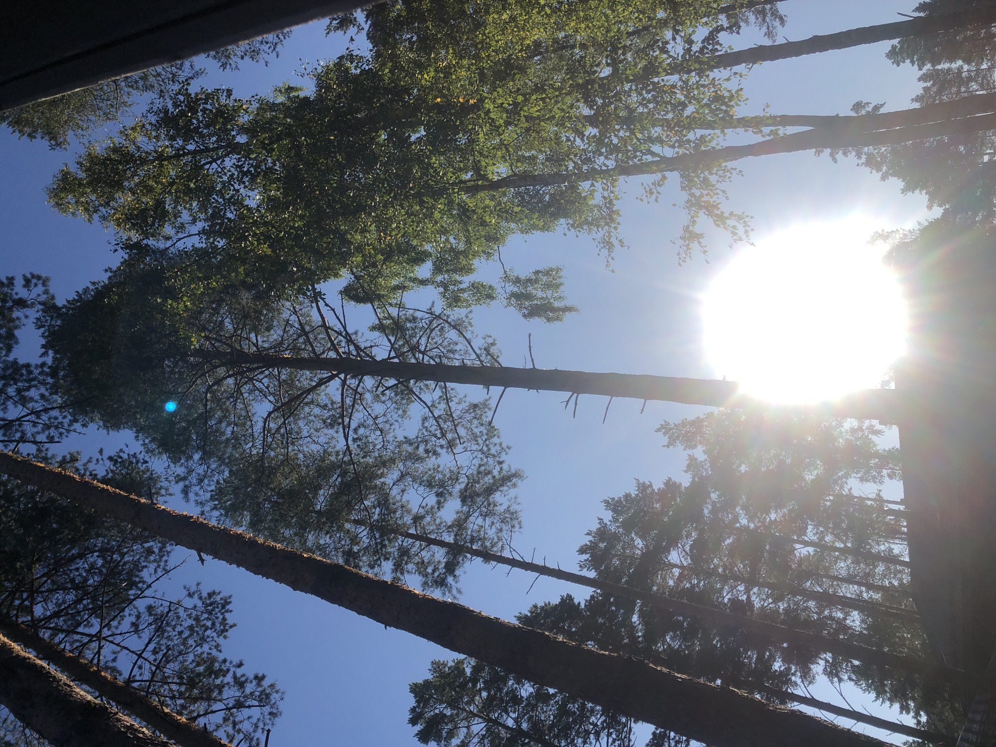 This is a low-angle, upward-facing photograph taken in the city of Arfa, Russia, capturing a view of tall trees against a clear blue sky. The sun is prominently positioned in the lower center of the frame, partially obscured by a large tree trunk and emitting a strong lens flare that washes out much of the detail in its immediate vicinity. Numerous trees, including pine and birch varieties, dominate the scene, their branches and foliage silhouetted or illuminated by the sunlight. The image appears to be taken in a natural or park-like setting, with no visible people or man-made structures apart from what might be a dark, indistinct object in the far lower left corner. The lighting suggests it is daytime, likely late morning or early afternoon, given the sun's position.