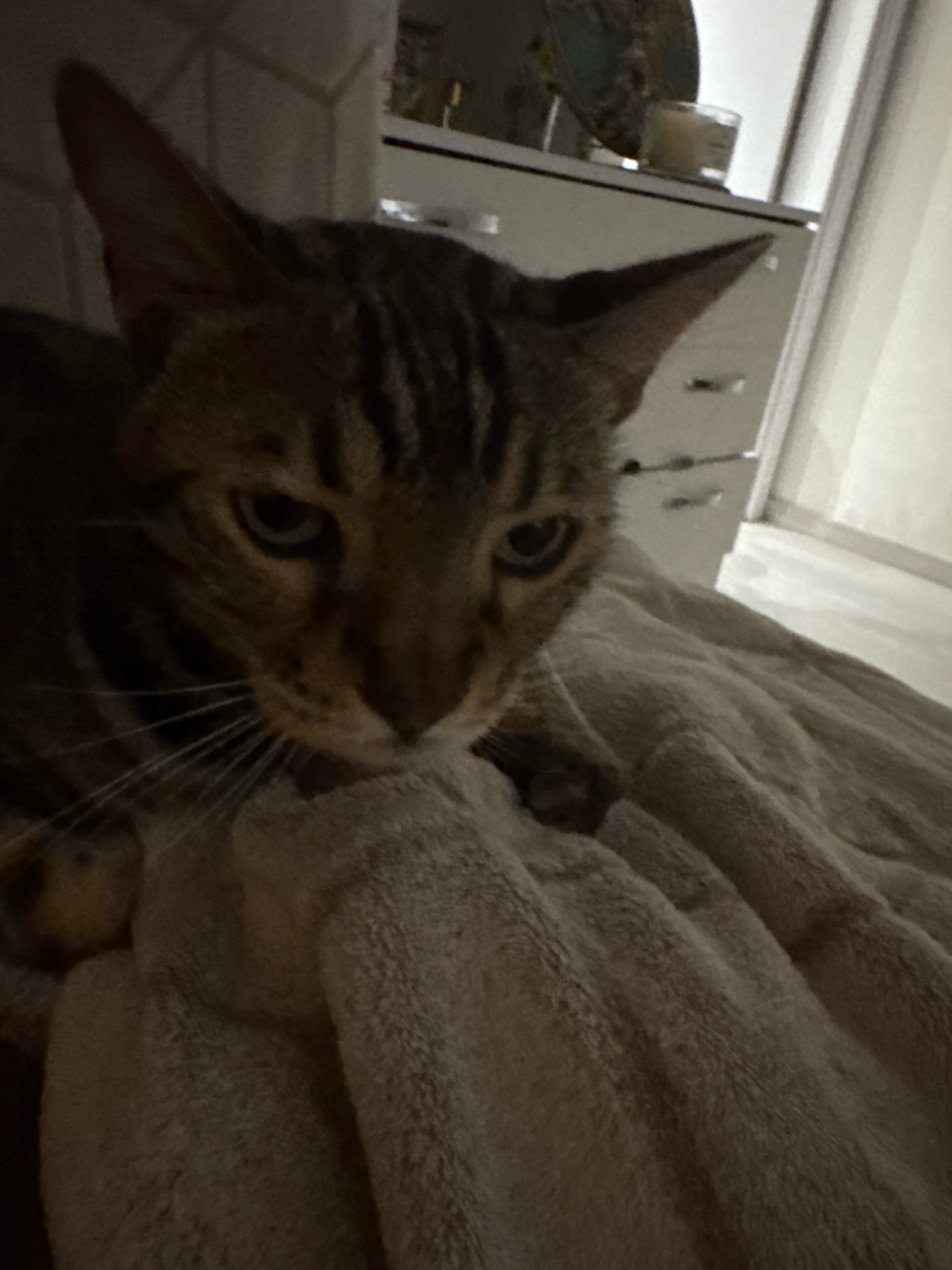 A domestic cat with brown and black tabby markings is lying on a textured, beige blanket. The cat's head is tilted downwards, and its eyes are partially closed, giving it a sleepy or contemplative appearance. Its ears are pointed upwards. In the blurred background, a dresser or cabinet with drawers is visible, and on top of it, a round decorative object and a small glass candle holder. The overall lighting is dim, suggesting an indoor setting, possibly a bedroom. The image is taken from a close-up perspective, focusing on the cat and the blanket. The location in Agios Tychona Community, Cyprus, is not directly indicated by any visual elements in the photograph.
