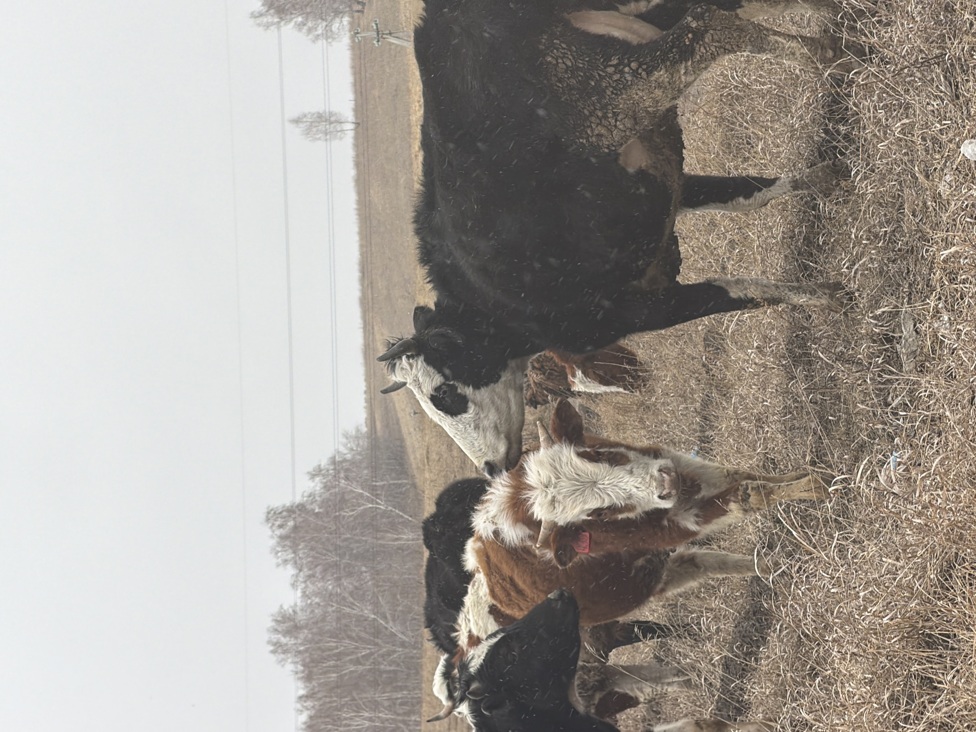 The image shows a group of cows in a field. The field appears to be covered in dry grass and there are trees in the background. The sky is overcast and it looks like it might be snowing.
The image does not contain enough information to infer the location is Krasnoyarsk, Russia.
