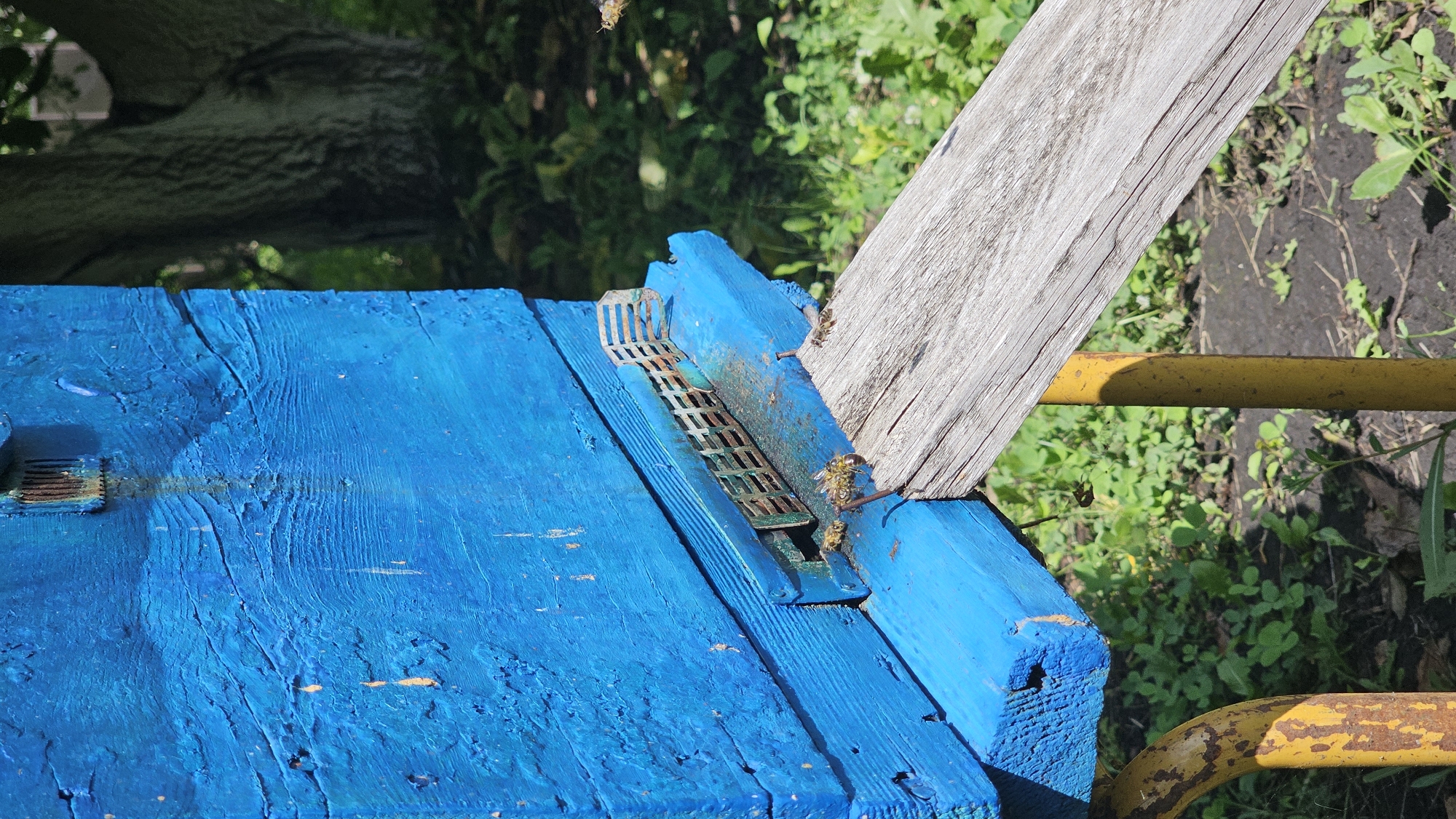The image shows a close-up of a blue wooden beehive with a metal grate entrance. Several bees are visible on and around the entrance, with some landing on a wooden plank that serves as a ramp. The beehive is supported by rusty yellow metal poles, and the ground around it is covered with green vegetation and dark soil. In the background, a large tree trunk with dark bark is visible. The scene is outdoors, with sunlight casting shadows. The overall impression is of an apiary or beekeeping setup. The provided information states the location as Romanovka, Russia.