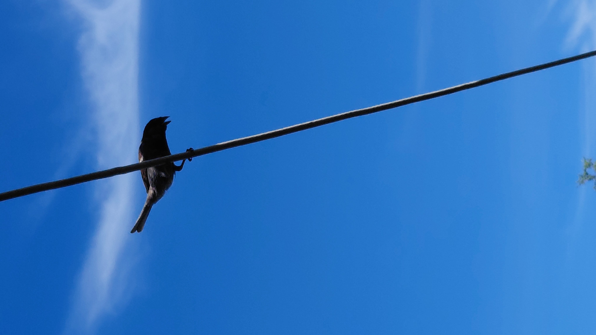 The image shows a silhouette of a small bird perched on a wire against a bright blue sky. The bird is dark and appears to be facing to the left with its beak open, possibly singing or calling. The wire runs diagonally across the frame from the bottom left to the top right. Faint white clouds streak across the sky, adding a subtle texture to the otherwise clear expanse. The lighting suggests it is daytime, likely mid-morning or afternoon, with the sun illuminating the sky. The setting is outdoors, with the focus on the bird and the sky. There are no visible people or text in the image. The overall mood is serene and captures a moment of nature.