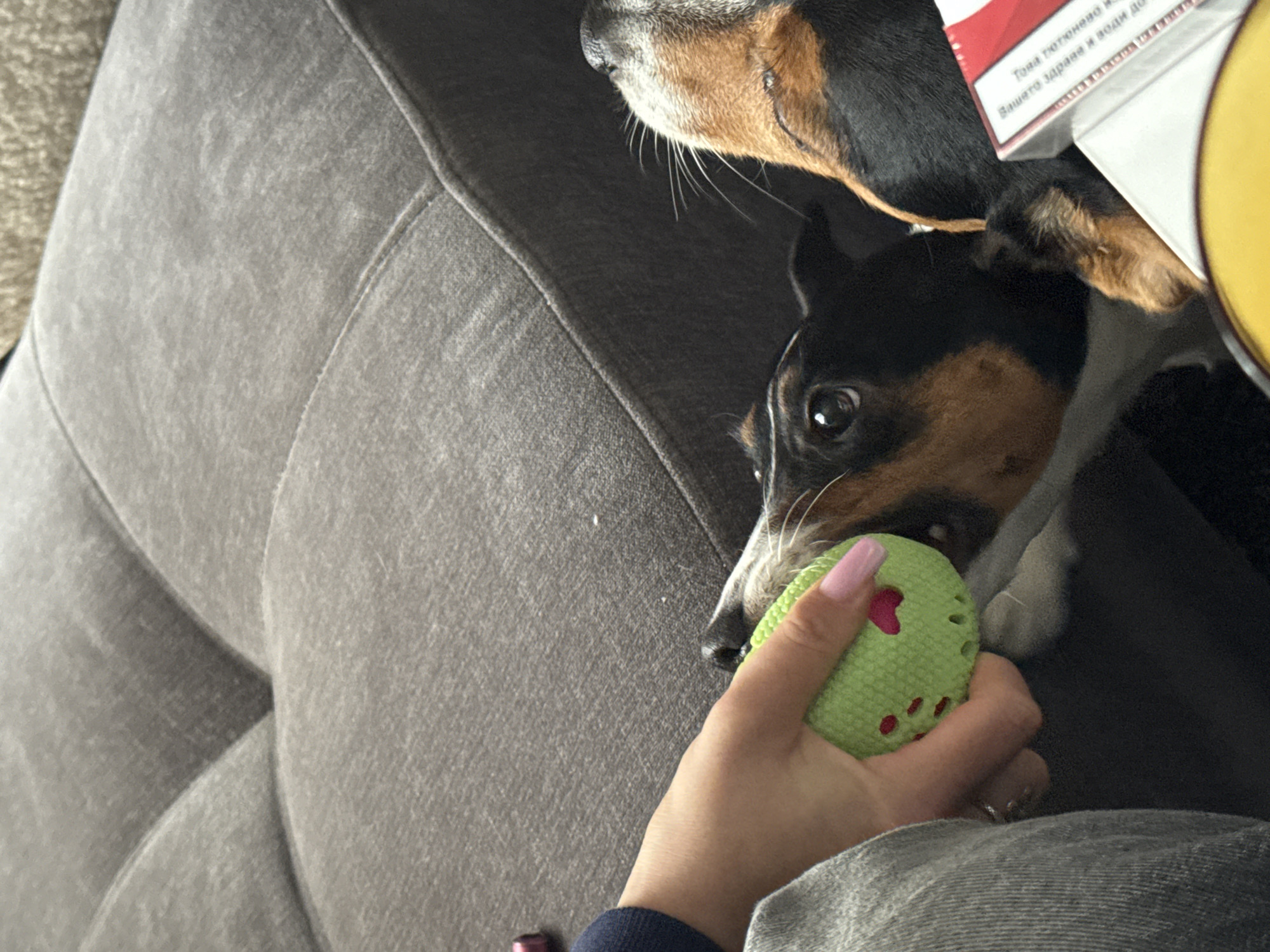 A medium-angle shot depicts a person holding a green ball with heart-shaped holes for a black, white, and brown Jack Russell Terrier dog on a gray couch. The dog's face is visible as it looks at the ball being held. A cigarette pack is partially visible, situated near the dog's face. The image does not definitively depict Sofia, Bulgaria.