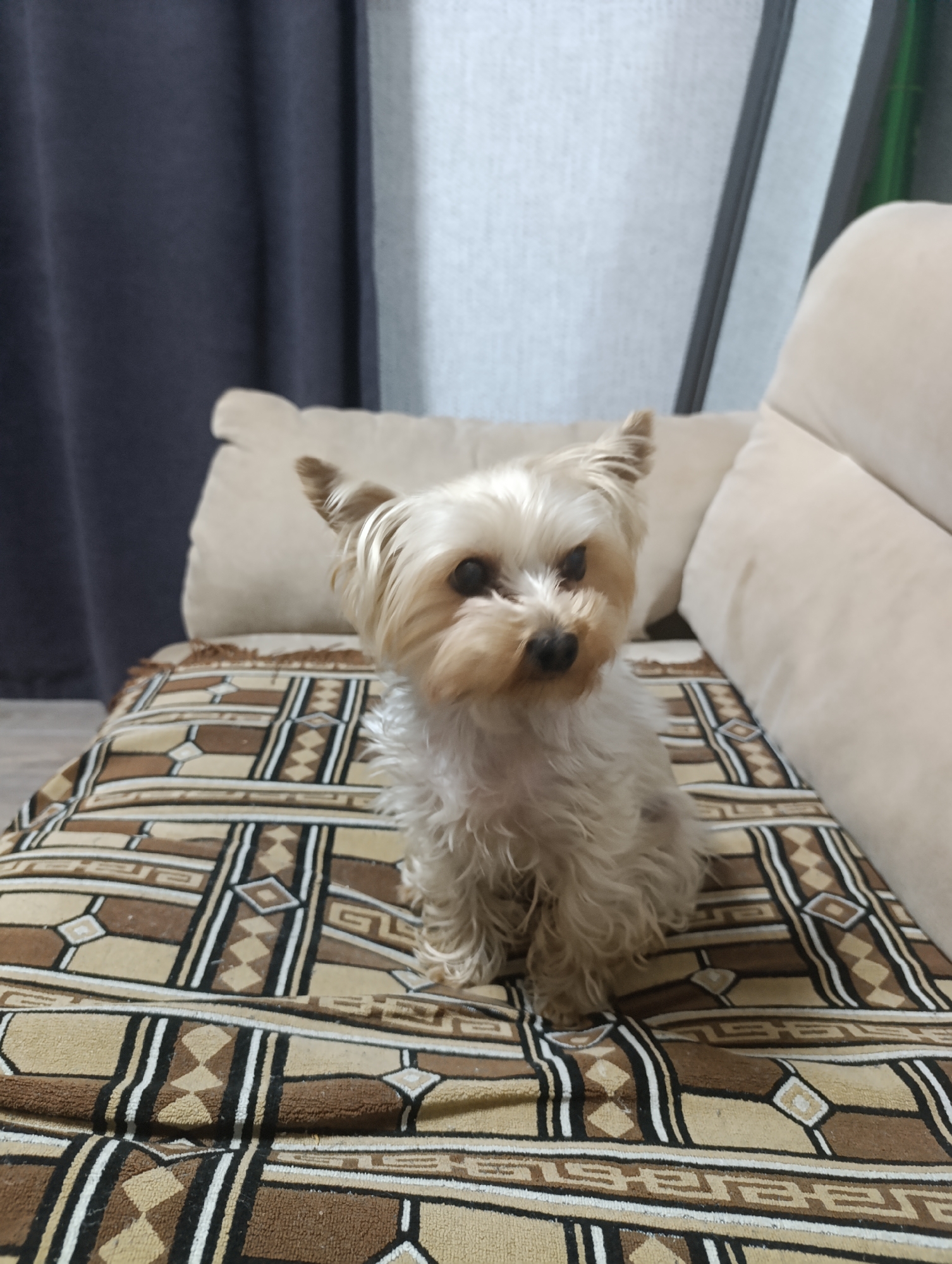 A small, tan and white Yorkshire terrier dog sits on a sofa with a patterned cushion beneath it. The dog is facing the camera and appears to be looking directly at it. The sofa is upholstered in a light beige fabric, and the cushion has a geometric pattern of brown, black, and beige lines and diamonds. In the background, there are dark blue curtains and a portion of a wall. The lighting appears to be artificial, likely from an indoor light source. The image is taken from a medium distance, with the dog as the central subject.
