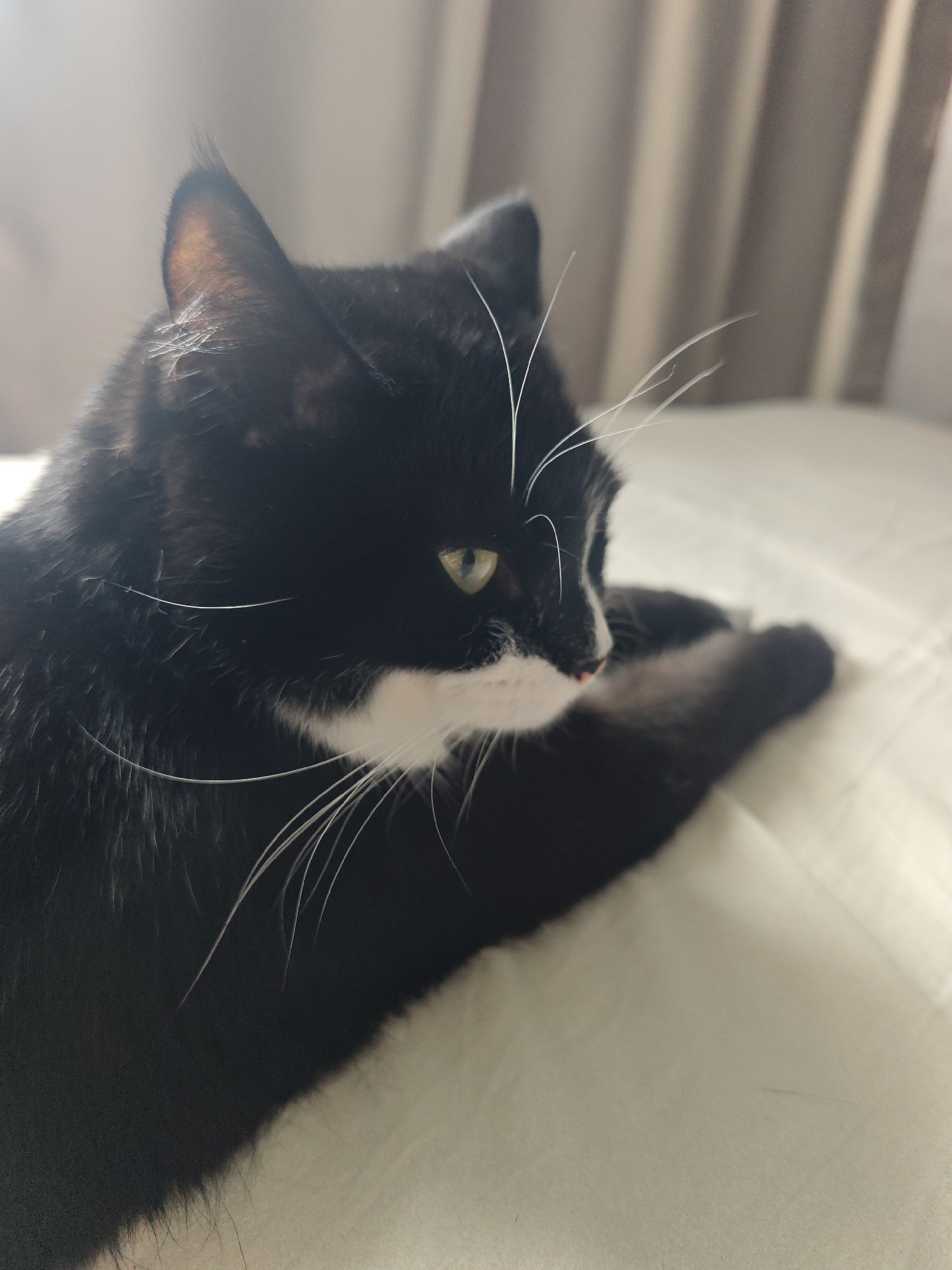 A black and white cat is lying on a white surface with its head turned to the right. The cat has green eyes and white whiskers. The background is a blurred beige curtain. The image was taken in Chekhov, Russia.
