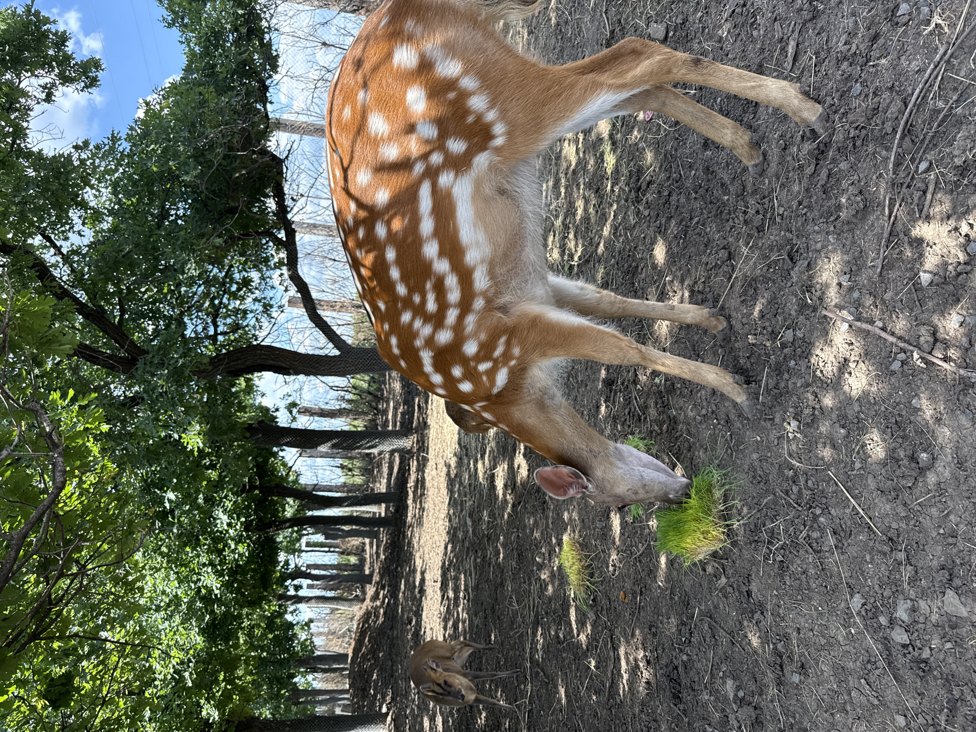 This image, captured in Shakhty, Russia, portrays an outdoor scene within what appears to be a wildlife park or zoo enclosure. The primary subject is a sika deer, distinguished by its reddish-brown fur adorned with numerous bright white spots, located prominently in the foreground. The deer's head is lowered as it grazes on a small, vibrant clump of green grass against a backdrop of mostly bare dirt.
To the left and slightly behind the main deer, a smaller deer, possibly a fawn, is visible near the ground, appearing to rest or forage. The environment is rich with trees; on the left, several trees are lush with green foliage, while in the mid-ground and background, other trees show sparser leaves or are bare, with a fence or netting structure visible through them, suggesting an enclosure.
The bright blue sky, speckled with white clouds, indicates clear, sunny weather during daytime, likely morning or late afternoon given the shadows cast on the ground. No people are visible, and there is no discernible text in the image. The scene captures the deer calmly engaged in their natural behavior within a managed habitat.