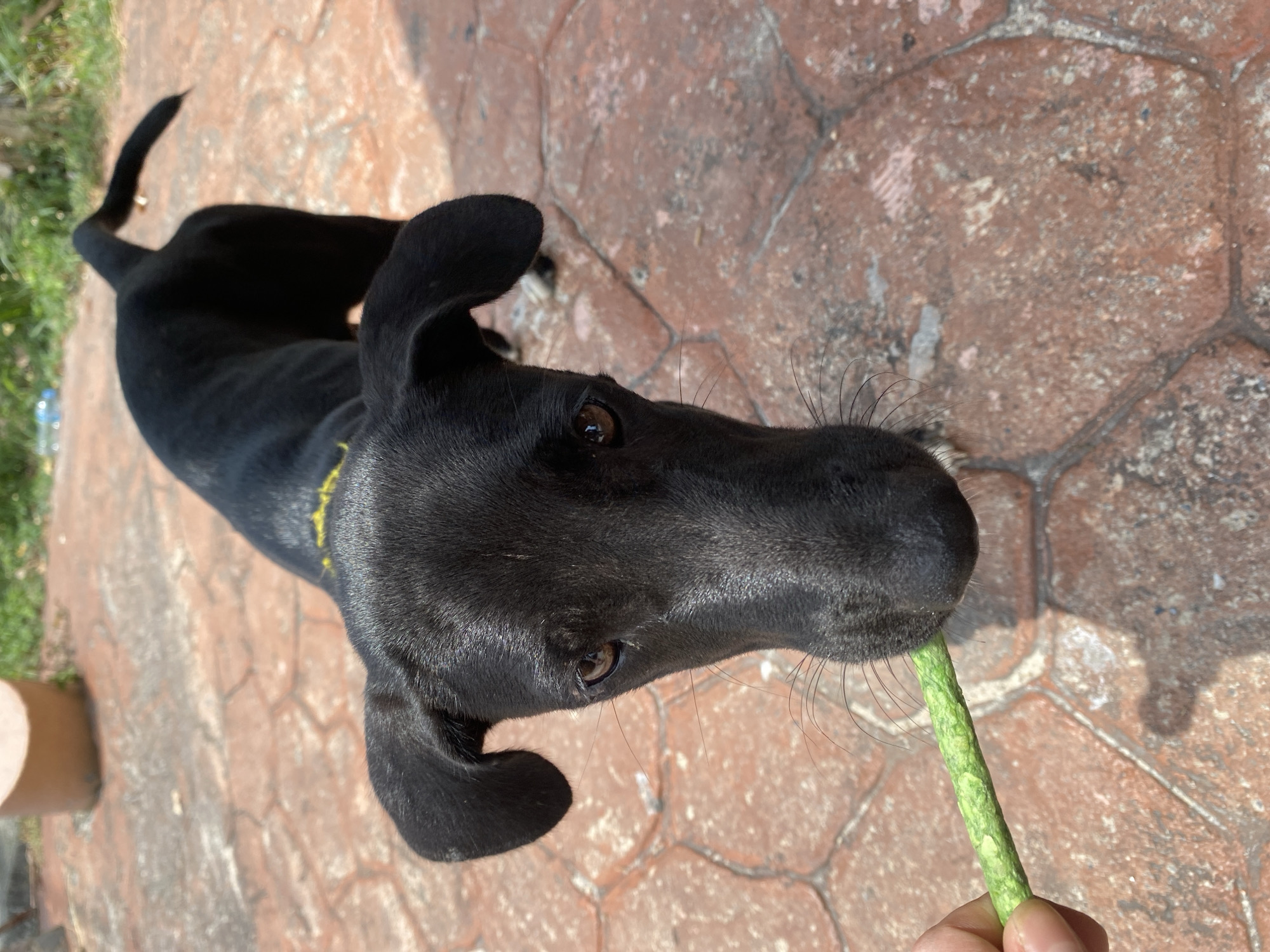 A black dog with a yellow collar is being offered a green stick treat by a person. The scene is taking place outdoors on a textured, reddish-brown tiled surface. A green grassy area is partially visible in the background. The photo was taken in Baan Kai, Thailand.
