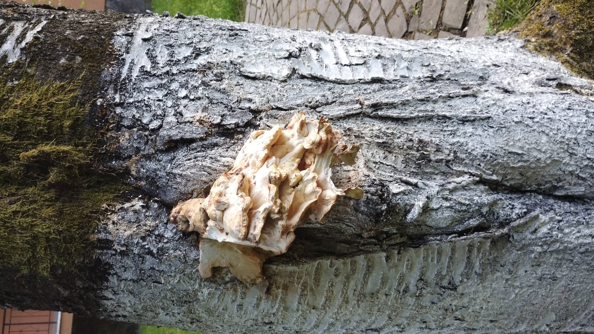 A light-colored fungal growth protrudes from the textured bark of a tree, which is partially covered in green moss at the top. The tree's bark is rough and appears to have been painted white in some areas, with darker, rougher patches visible, particularly towards the top and in the crevices. The fungal growth is layered and appears somewhat dry and brittle. In the background, a cobblestone path and green grass are visible, suggesting an outdoor environment, possibly in a park or yard. The image was taken in Syniak, Ukraine.
