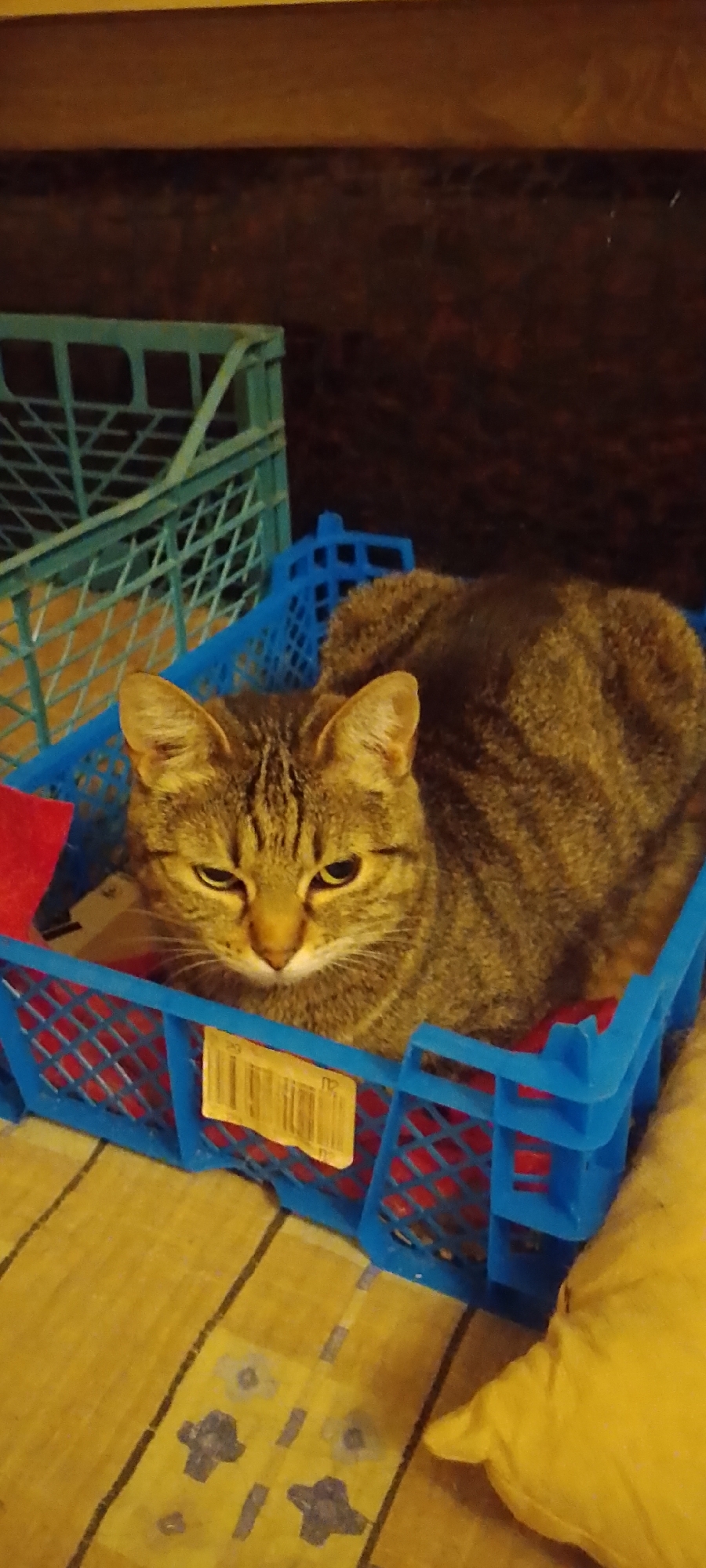 A tabby cat is lying in a blue plastic crate. The crate has a barcode sticker on the front. Behind the cat, another blue crate and a green crate are visible. The crates are on a surface that appears to be a rug with a yellow and gray pattern. A yellow pillow is partially visible in the lower right corner. The background is dark and out of focus, with what appears to be a wooden shelf. The location is in Belgorod, Russia.