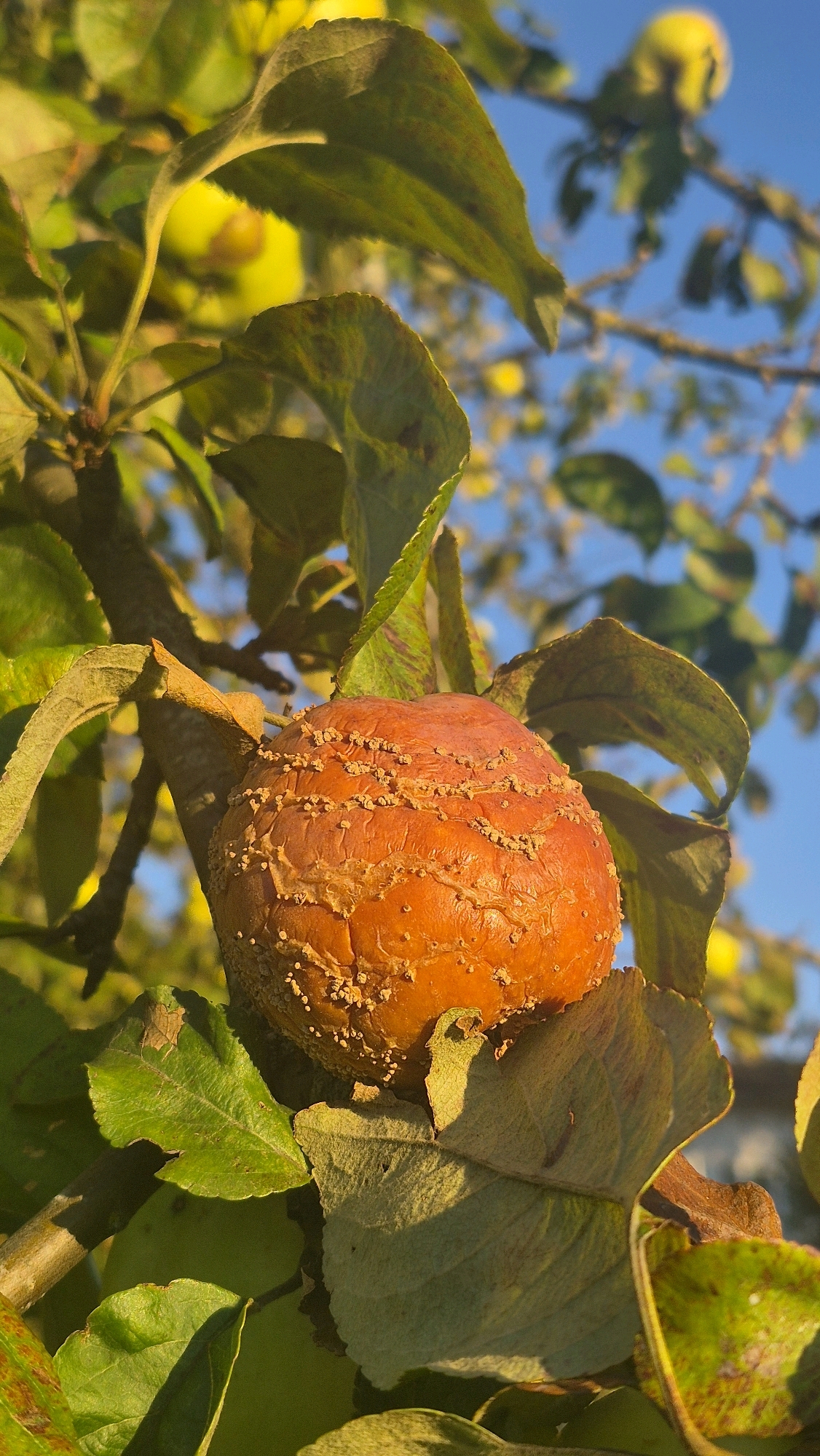 The image depicts an apple on a tree branch, showing signs of rot and dehydration. The apple is a deep orange-red color, with its skin wrinkled and speckled with small, light-colored blemishes. It appears to be partially shriveled. The apple is surrounded by green and some browning leaves, which are also showing signs of age or disease. The background is a blur of green leaves and branches, with a clear blue sky visible in the upper right portion of the frame. The lighting suggests it is either early morning or late afternoon, with the sun casting warm tones on the scene. The location is specified as Krauja, Latvia.