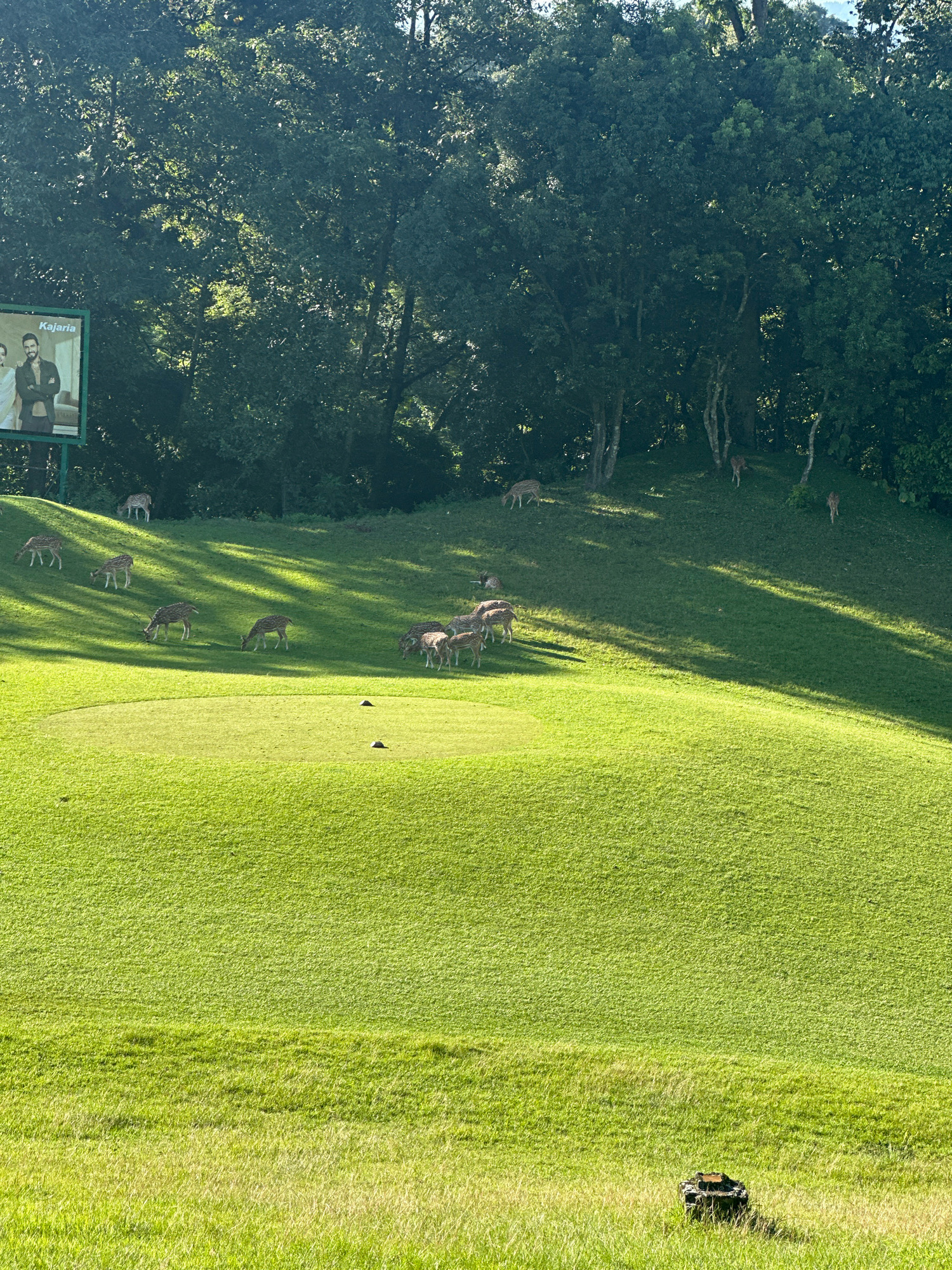 A herd of spotted deer grazes on a lush green hillside in Kageshwori Manohara, Nepal. The deer are spread across the sloping terrain, some eating grass while others stand alert. A billboard for Kajaria tiles is partially visible on the left side of the image, featuring a couple in traditional Indian attire. The background is dominated by dense green trees, casting long shadows across the grass due to the bright sunlight. In the foreground, the manicured grass of what appears to be a golf course is visible, with two small dark objects, possibly marker cones, on the green. Further in the foreground, a small, dark object, resembling a piece of equipment or machinery, sits on the grass. The scene depicts a harmonious coexistence between wildlife and human elements in a natural setting.