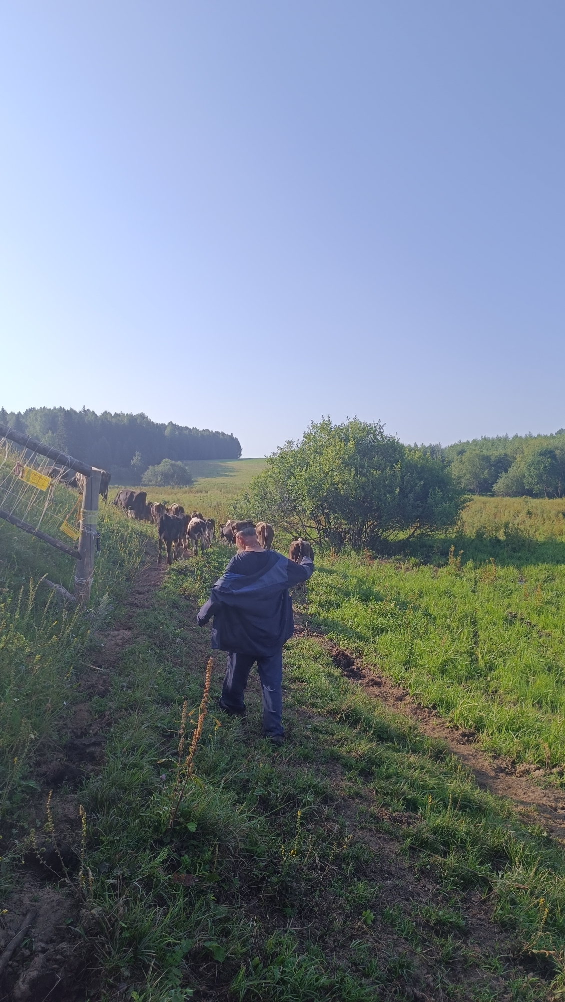A person in a blue jacket and pants walks away from the camera on a dirt path, herding a group of cattle. The cattle, mostly brown and grey, are walking ahead of her on the same path. The path is flanked by lush green grass and some weeds. To the left of the path is a wooden fence with yellow signs attached. In the background, there are trees and a rolling green hill under a clear blue sky. The scene appears to be a rural setting, possibly a farm or pasture, bathed in natural sunlight, suggesting it is daytime. There are no visible indications to confirm the location as Karsha, Russia.