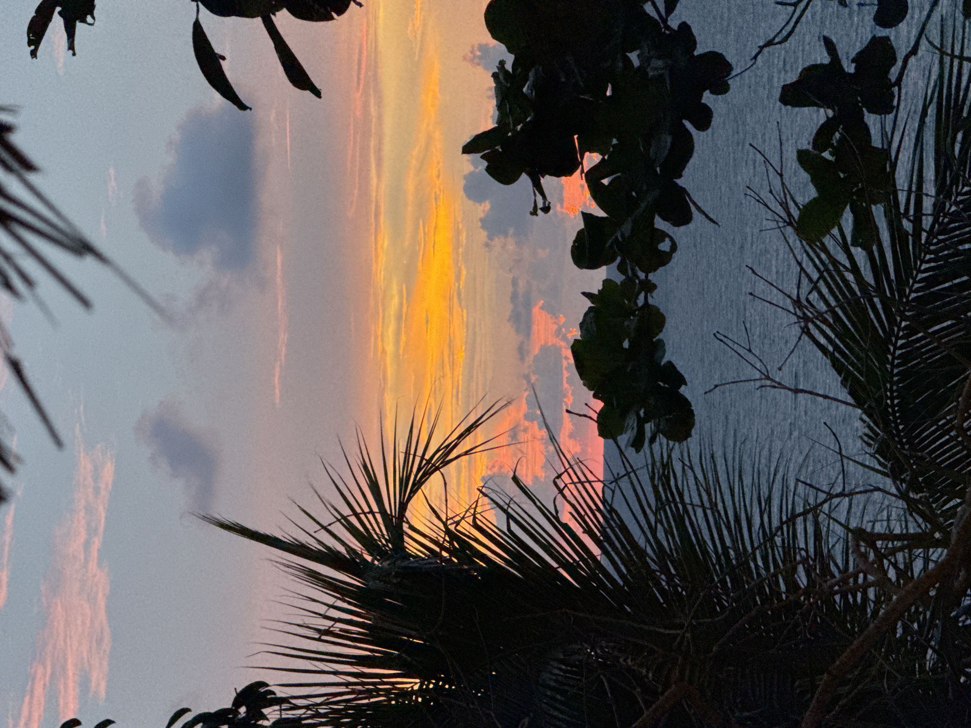 The image captures a scenic view of a sunset over the ocean in Karon, Thailand. The sky is painted with vibrant hues of orange, yellow, and pink, streaked across by wispy clouds. The tranquil ocean reflects the soft glow of the setting sun, creating a serene and peaceful atmosphere. Silhouetted against the colorful sky are the dark outlines of palm fronds and other tropical foliage, suggesting a coastal setting. The time of day is clearly sunset, indicated by the warm, low-angled light and the colors in the sky. The weather appears calm and pleasant. The image evokes a sense of tranquility and natural beauty. There is no visible text in the image.