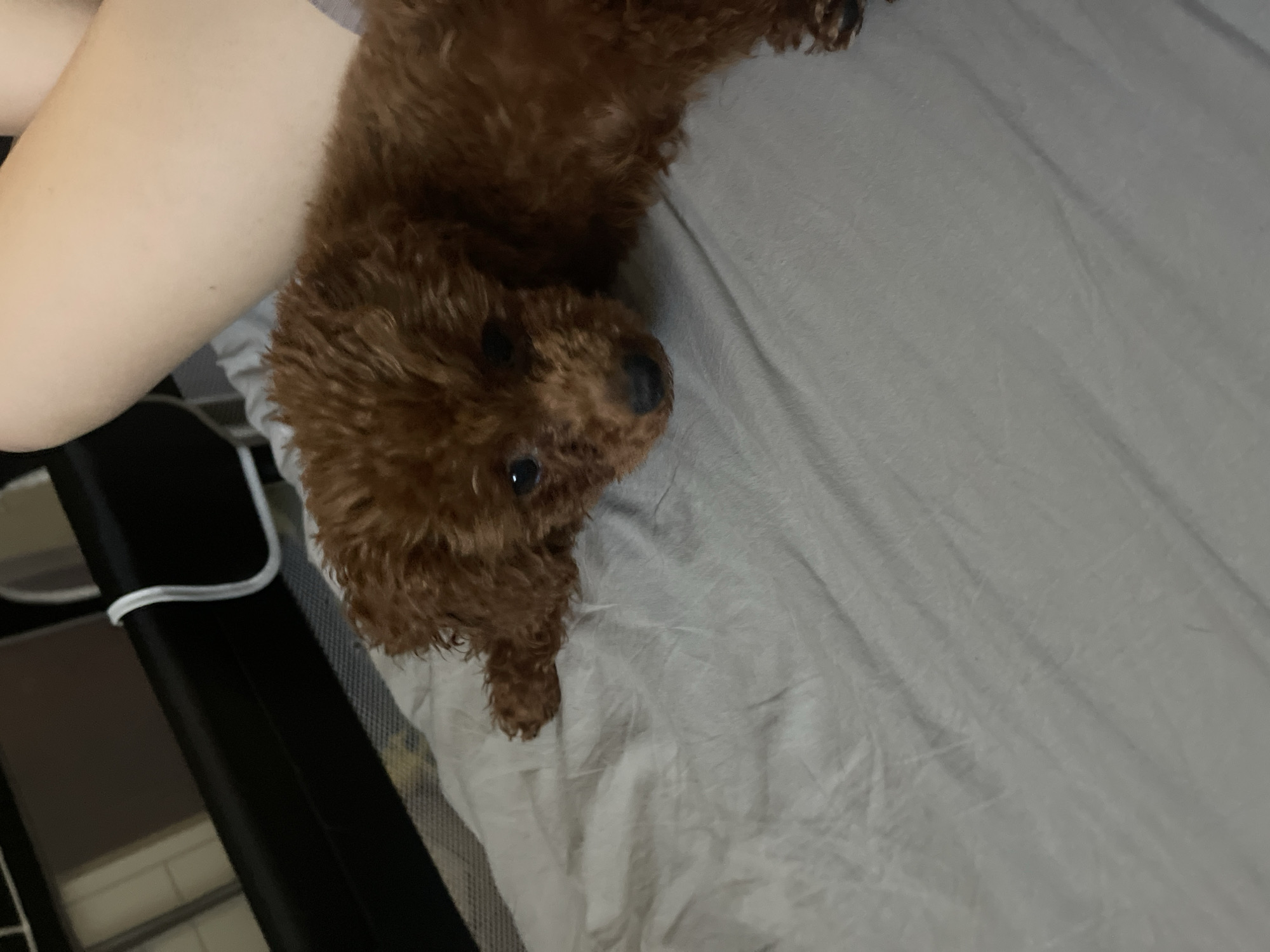 A brown, poodle-like dog is lying on a grey, wrinkled surface, likely a bedsheet, and nuzzling or resting against a person's arm. The person's arm is fair-skinned. A black object with white trim is visible in the lower left corner, possibly a part of a bed frame or furniture. The location is undetermined and cannot be identified as Sofia, Bulgaria from the image alone.