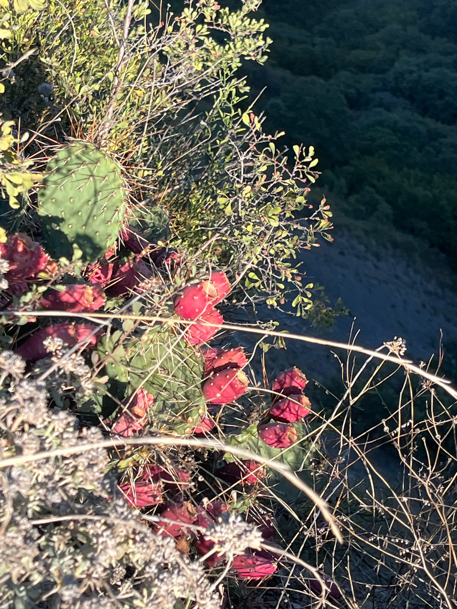 The image depicts a close-up view of prickly pear cactus with bright red fruits, situated on a steep, vegetated slope. The cactus pads are a vibrant green, covered in sharp spines. The red fruits, or tunas, are clustered amongst the pads and some fallen to the ground. The surrounding vegetation includes dry, thin branches and some lighter green leafy plants. The background is a dark, out-of-focus expanse of dense, dark green foliage, suggesting a heavily wooded hillside. The lighting indicates it is either early morning or late afternoon, with the sun casting a warm glow on the plants in the foreground. This scene appears to be in a natural, undeveloped area, likely a hillside within the outskirts of Tbilisi, Georgia, characterized by its rugged terrain and flora.