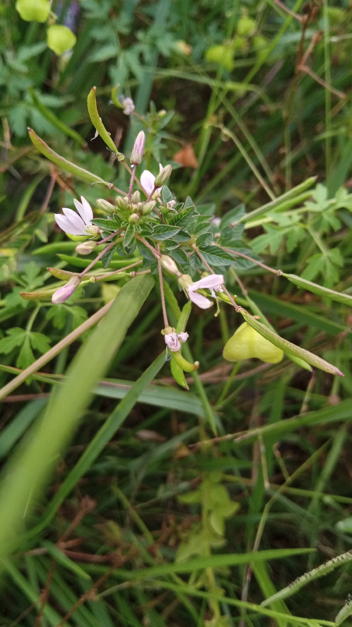 The image shows a cluster of Cleome rutidosperma, commonly known as fringed spiderflower or roughseed cleome, growing amidst tall grass and other herbaceous plants. The flower has light pink petals and small green leaves with serrated edges. There are also immature seed pods visible, which are long and slender. The location appears to be an uncultivated area with natural vegetation. The setting is likely in Uruekanoe, Indonesia, but there are no specific urban features visible in the frame. There are no people or animals present in the image.