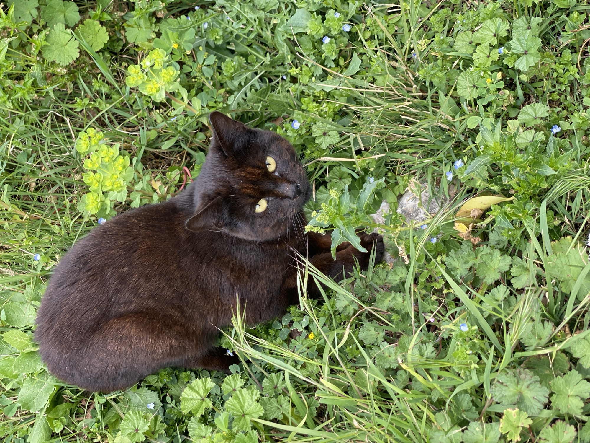 A dark brown or black cat with golden eyes lies in a patch of green grass and vegetation. The grass includes various types of weeds and small blue flowers. The cat is curled slightly and looking up toward the viewer. The location of the image is not ascertainable from the image.