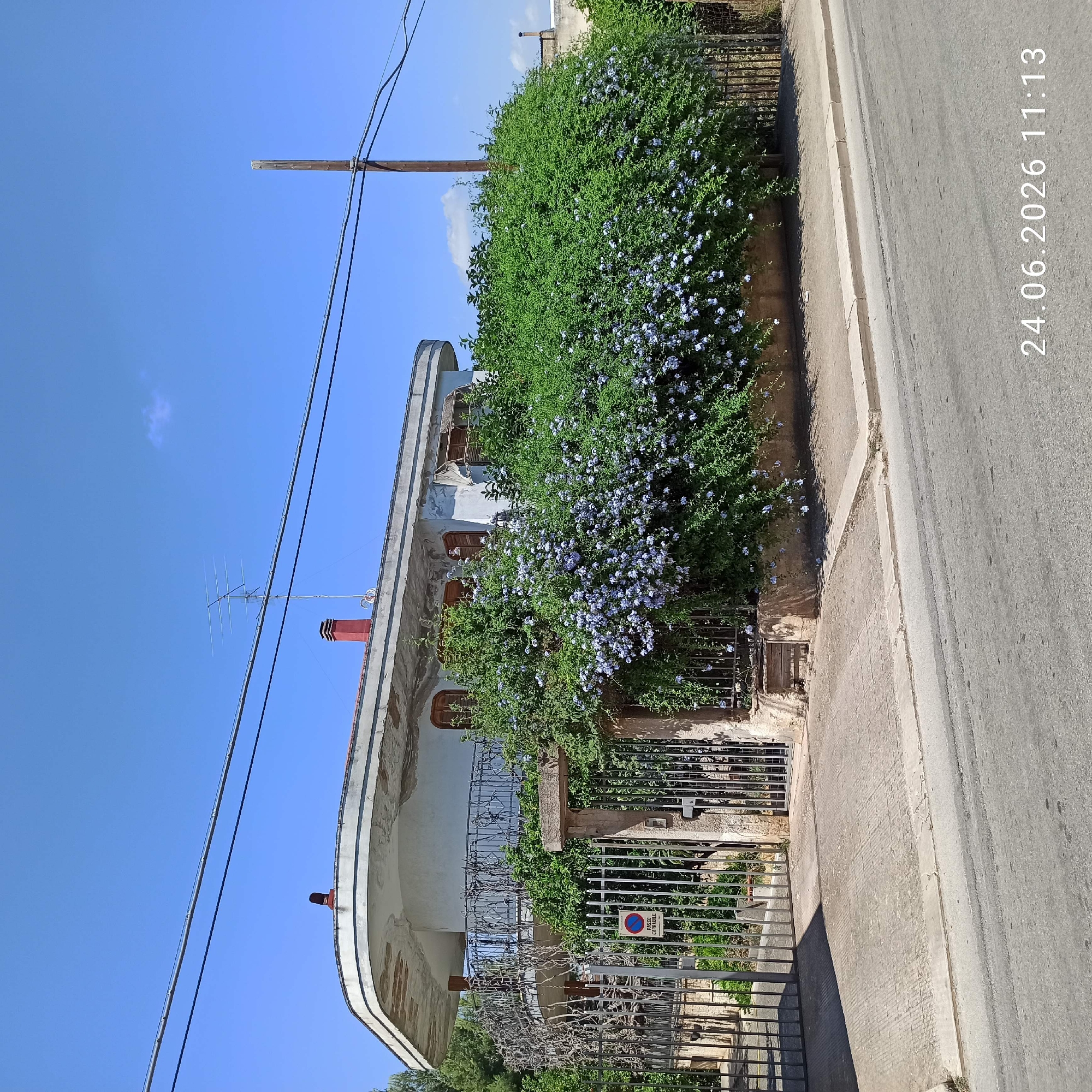 The image shows a street view in the city of Bitonto, Italy, on June 24, 2026, at 11:13 AM. A house with a distinctive curved balcony and a red-tiled chimney is visible. The property is bordered by a metal fence and a low stone wall. A large bush with small blue flowers is growing densely in front of the fence, obscuring much of the lower part of the house. A sign on the fence reads "PASSO CARRAIOBILE," indicating a driveway. The street in the foreground is paved and shows some wear. The sky is clear blue with a few scattered clouds. Utility lines are visible overhead, supported by a wooden pole on the right side of the image. No people are present in the frame.