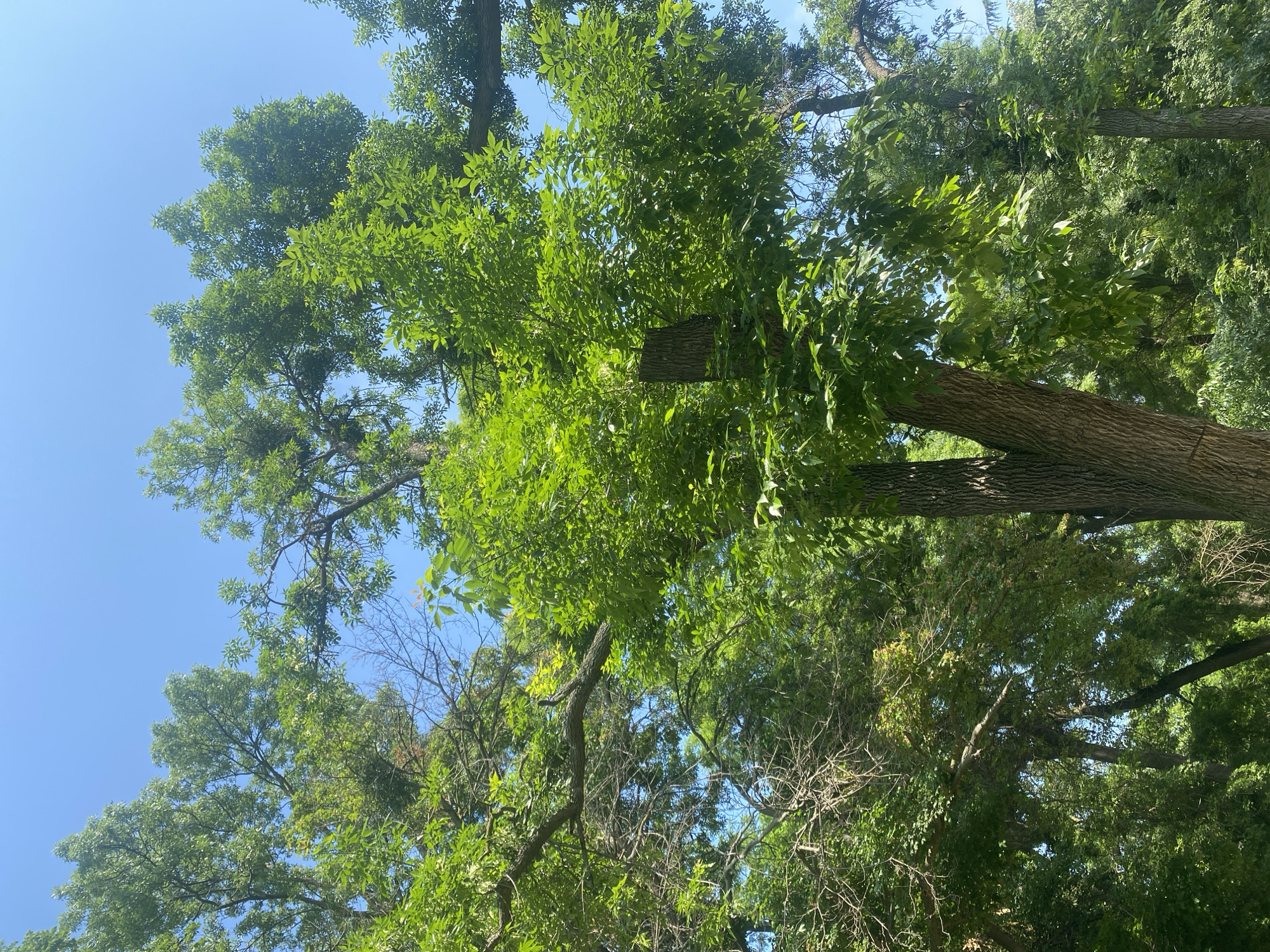 The image captures a vibrant canopy of trees against a clear blue sky, viewed from a low angle looking upwards. The scene is dominated by numerous tree trunks, branches, and a dense layer of bright green leaves, indicative of a lush, natural environment.
Several large trees with textured, brownish-grey bark on their trunks are prominent, extending upwards and outwards. Their branches crisscross, forming an intricate network that supports the rich foliage. The leaves are predominantly a lively shade of green, appearing healthy and well-lit by bright, natural sunlight. Glimpses of a clear, cloudless blue sky are visible through the gaps in the dense foliage, suggesting a sunny day.
There are no people, animals, or man-made structures visible in the frame, and no specific activities are taking place; the image captures a static natural scene. The time of day appears to be during daylight hours, likely mid-morning or afternoon, given the intensity of the light and the clear sky. The weather is sunny with no visible clouds. There is no visible text in the image. This scene is located in Varna, Bulgaria.