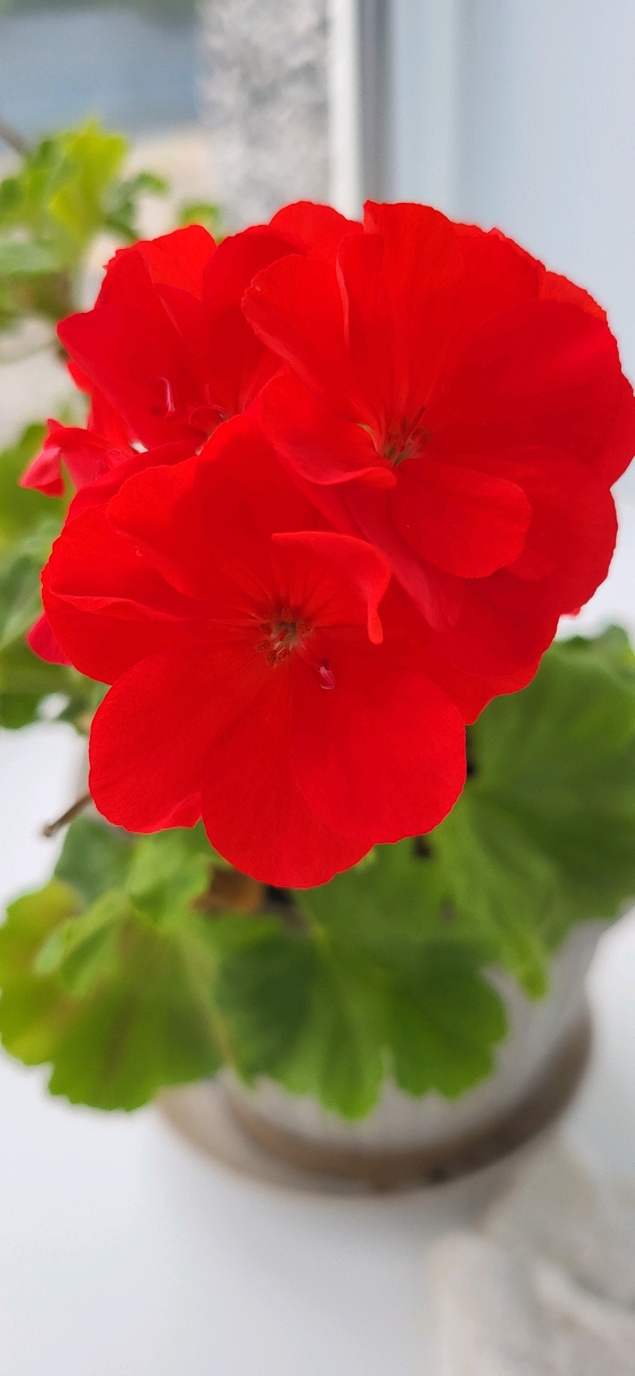 A close-up, eye-level, vertical shot features a cluster of vibrant red geranium flowers in full bloom. The flowers are the primary focus, with their petals displaying a rich, velvety texture. The center of the flowers reveals delicate stamens and pistils. Surrounding the blooms are lush green leaves, some in sharp focus and others slightly blurred, indicating a shallow depth of field. The plant is housed in a light-colored pot with a darker rim, which is partially visible at the bottom of the frame. The background is softly blurred, with hints of a light-colored wall or window frame and a faint suggestion of an outdoor scene beyond, possibly indicating the flowers are situated on a windowsill. The lighting is soft and natural, highlighting the color and form of the flowers. There are no people or discernible actions taking place in the image. The scene is static and appears to be a still life arrangement of a potted plant. The location is listed as Unknown, Unknown.