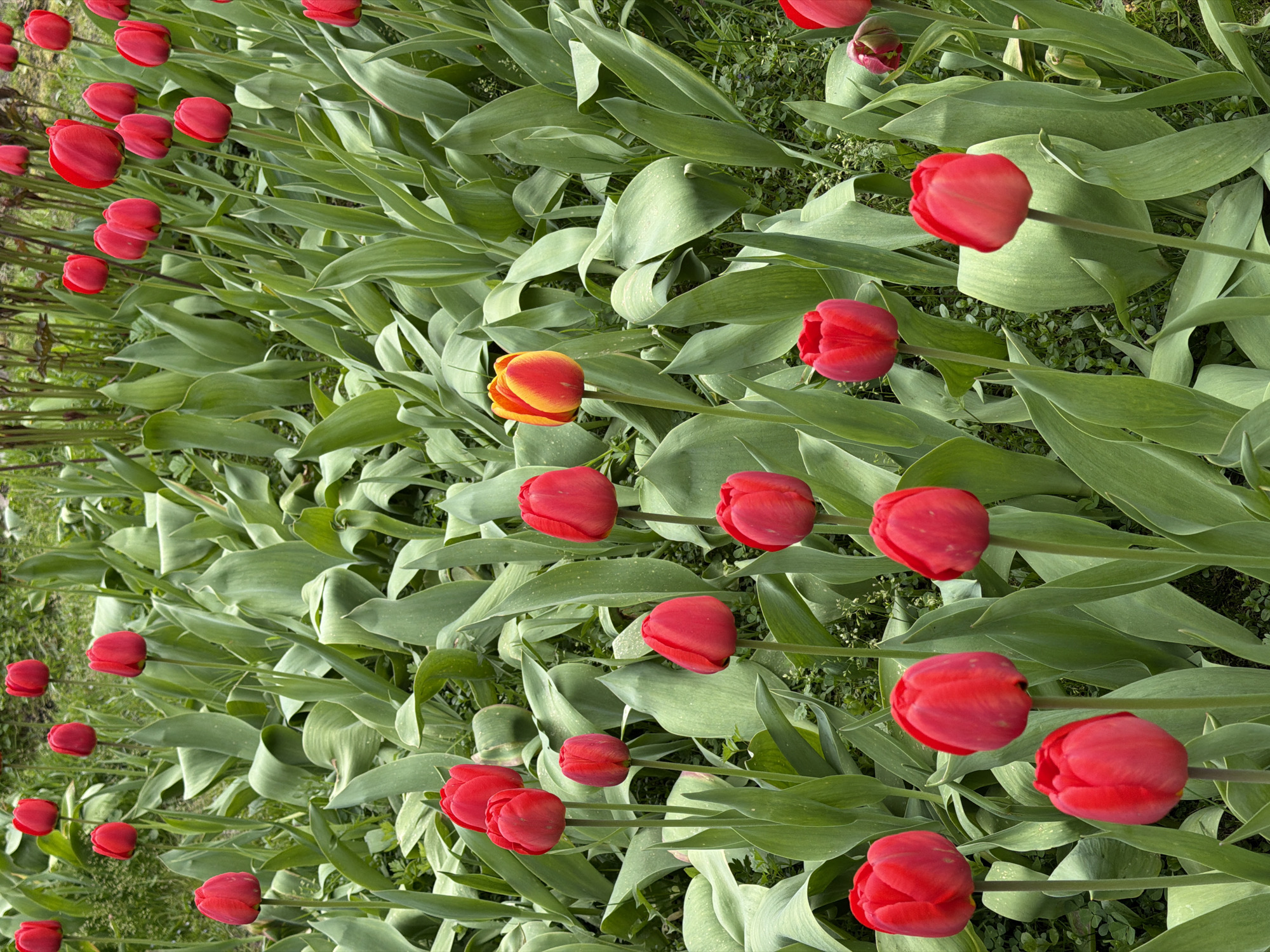 A close-up, slightly aerial view shows a field of tulips. Most of the tulips are red, but one tulip has yellow and orange petals. The environment is green and grassy, as would be expected in a tulip field. No specific location is discernible from the image.
