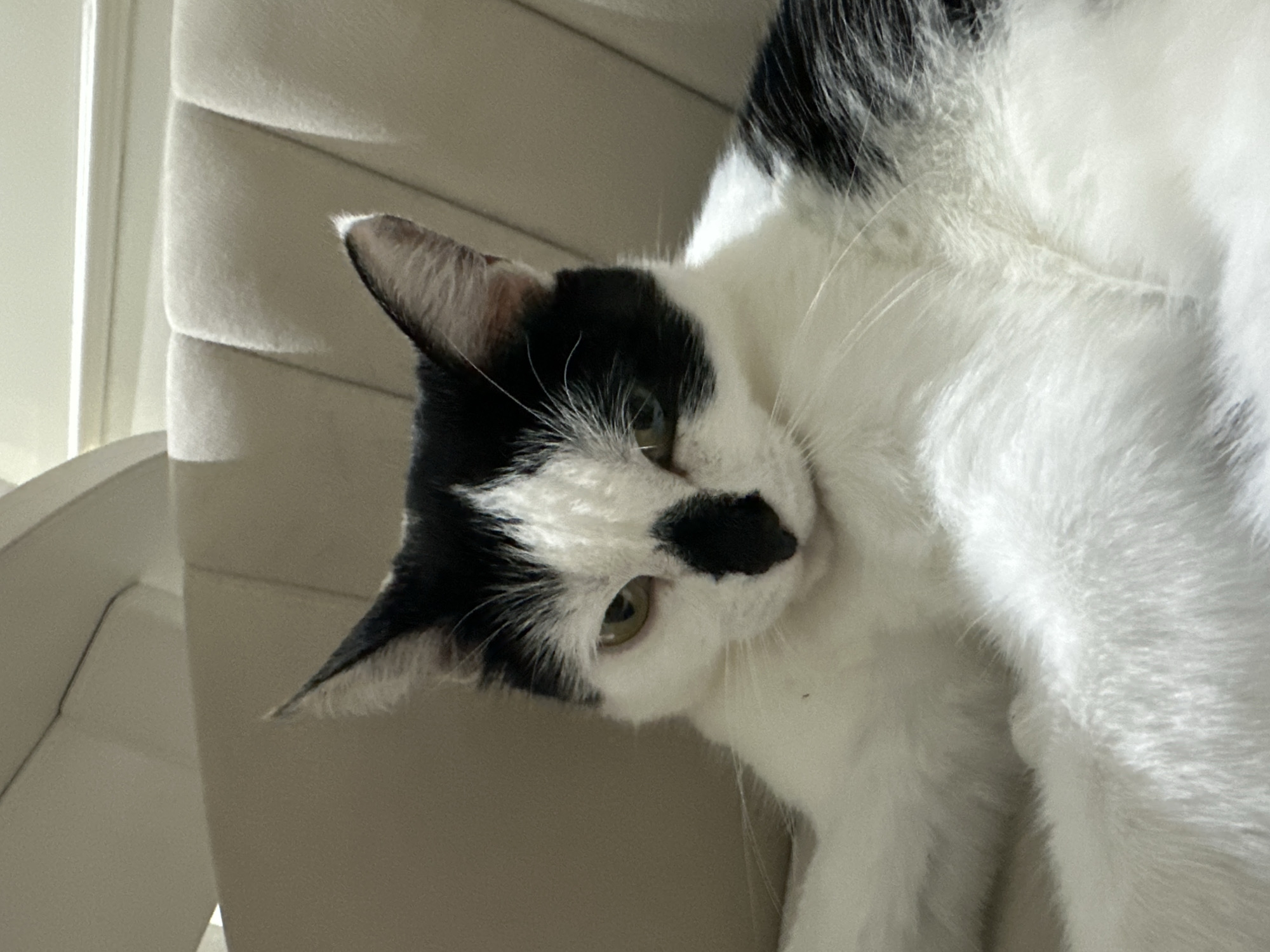 A black and white cat with distinct markings on its face, including a black patch over its nose, is lying on a plush, beige chair. The cat's left eye is partially closed, giving it a sleepy or judgmental expression. The background is slightly blurred, showing the textured upholstery of the chair and a hint of a wall or ceiling. There is no indication of the city of Kokshetau, Kazakhstan in this image.