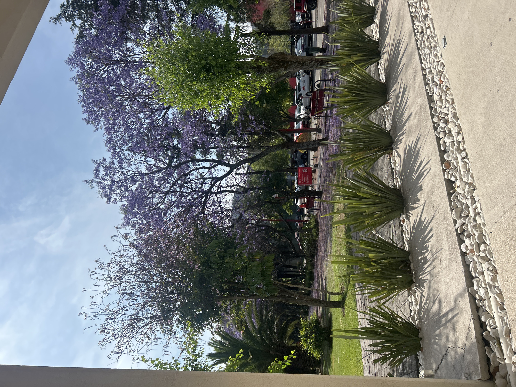 A sidewalk is bordered by a row of spiky plants and white stones. Beyond the sidewalk is a grassy area with trees, some with purple flowers, and parked vehicles.