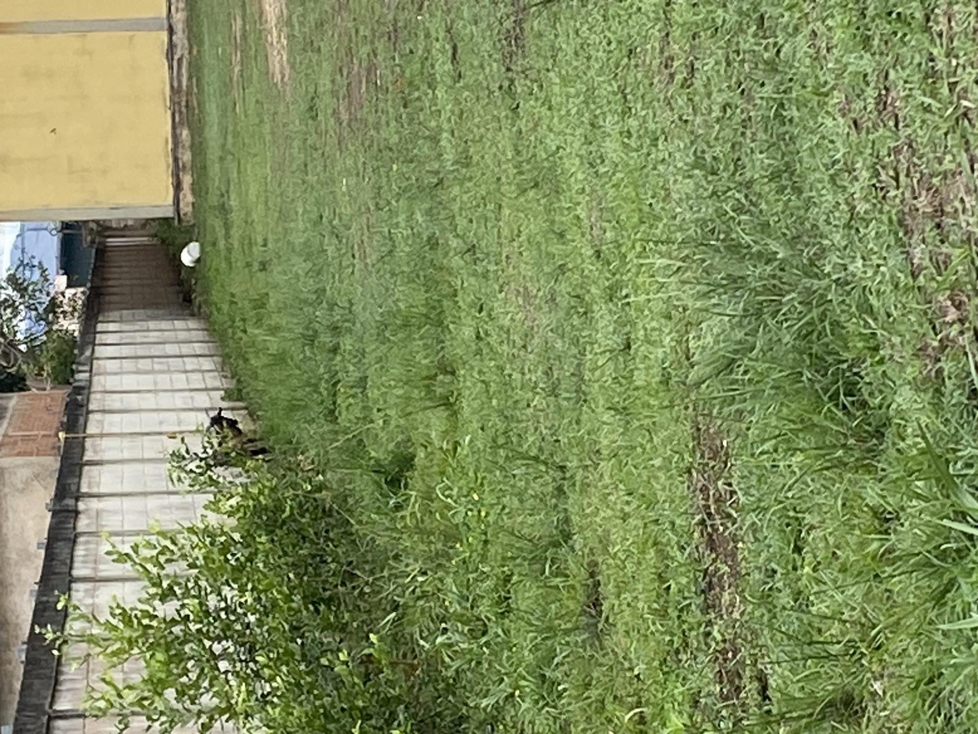 The image shows a section of a tiled staircase leading from the side of a yellow building down to a large patch of overgrown grass. A small bush is growing near the staircase. The location is likely Tinaquillo, Venezuela.