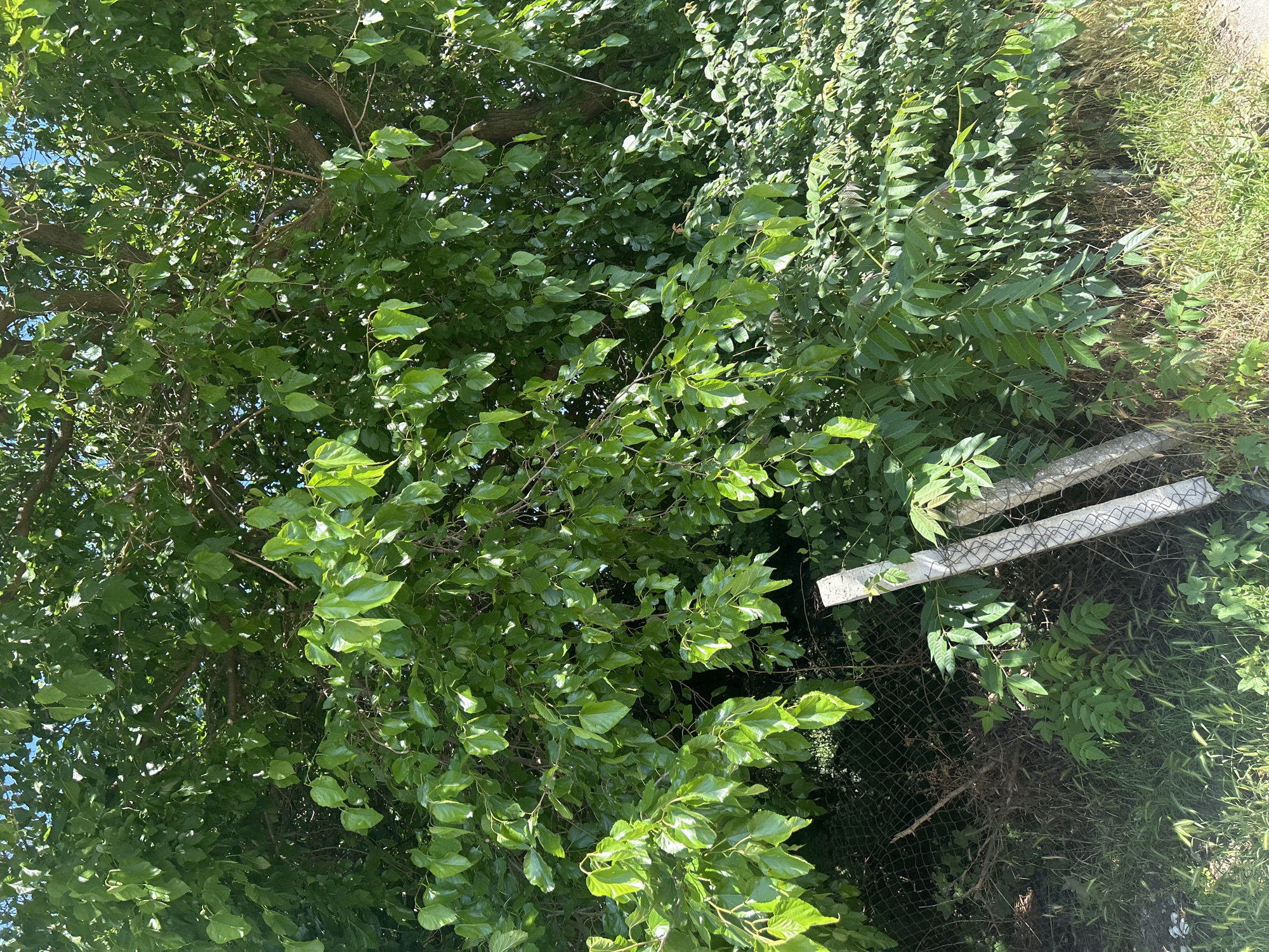 The image displays a dense canopy of green foliage from a large tree, predominantly on the left side of the frame. The leaves are broad and appear healthy, catching the sunlight, suggesting it is daytime. Behind the tree's branches, a chain-link fence is visible, partially obscured by vegetation.
To the right of the tree, a different type of plant with smaller, elongated leaves grows densely. This area is also bordered by the chain-link fence. Two light-colored, rectangular objects, possibly concrete barriers or pieces of wood, rest horizontally on top of the fence in the middle-right section of the image.
Beyond the fence on the right, dry, yellowish-green grass and other sparse vegetation are visible, indicating a more arid or unkempt area compared to the lushness of the plants in the foreground. The overall scene suggests an outdoor setting, possibly a garden, yard, or a boundary between different vegetated areas. There are no people or animals present, and no text is visible. The lighting and the vibrant green of the leaves imply a sunny day, likely during warmer months. The presence of the fence and the contrasting vegetation suggests a transition zone or a border in a natural or semi-natural environment.