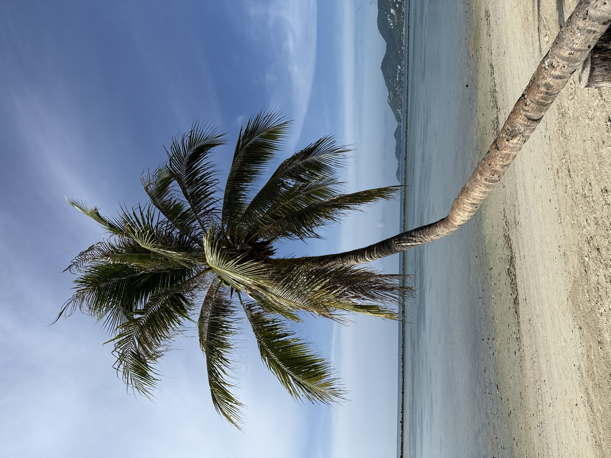The image shows a leaning palm tree on a sandy beach in Ko Samui District, Thailand. The palm tree's trunk is thick and textured, with its fronds extending outwards, creating a canopy of green against a clear blue sky with scattered clouds. The calm, light blue water of the sea stretches out beyond the beach, with a breakwater or rocky structure visible in the distance. In the background, a hilly coastline with some vegetation and buildings can be seen. The sand on the beach is light in color and appears dry, with some small debris scattered on it. The overall scene depicts a tropical beach setting on a sunny day.