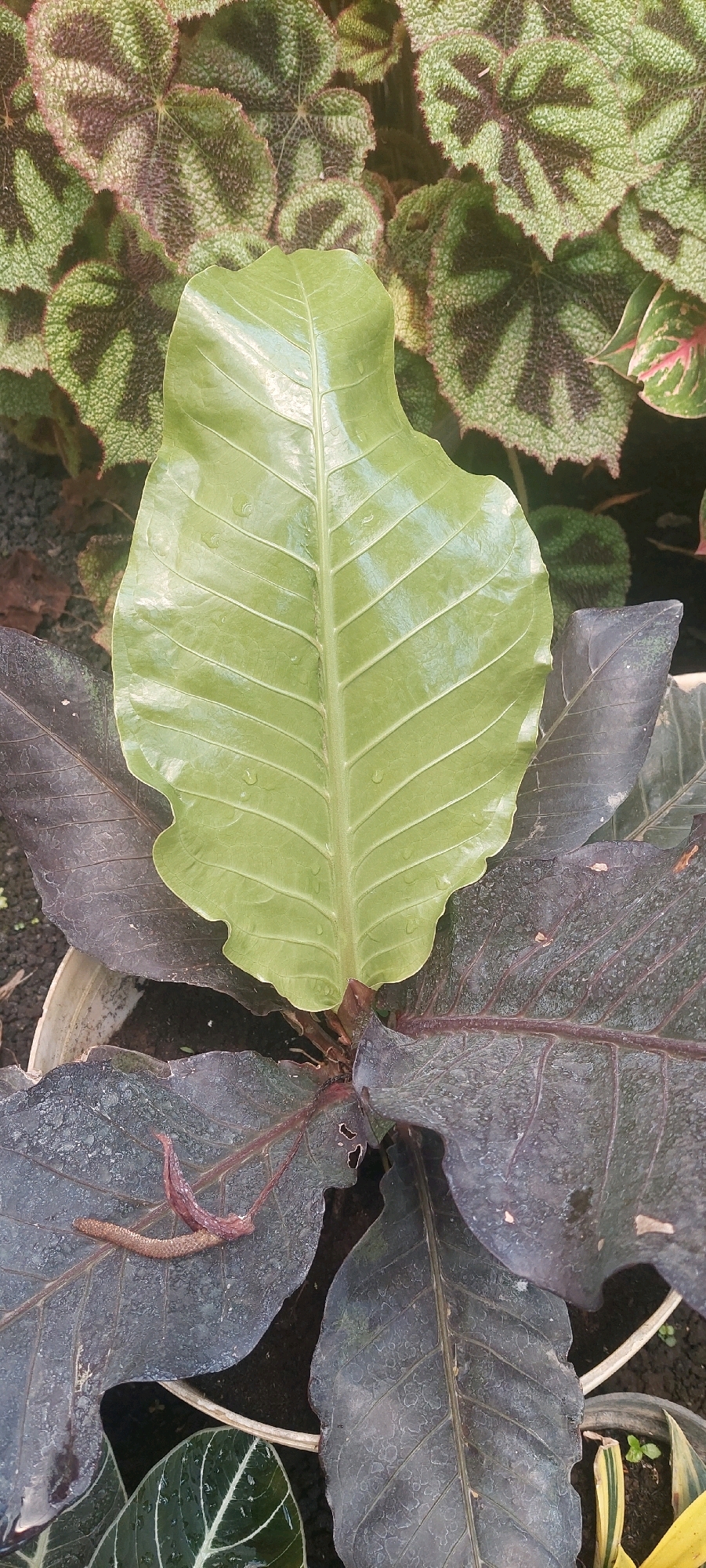 An extreme close-up, top-down, vertical shot displays the foliage of several plants. In the foreground, a light green, broad leaf with prominent white veins extends upwards from the center of the frame. This leaf appears to have water droplets on its surface and a slightly wavy edge. Below and surrounding this prominent leaf are darker, purplish-black leaves, some with a mottled texture and visible veins. Emerging from the center of these dark leaves is a thin, elongated, reddish-brown stamen-like structure. In the background, further up and out of focus, are numerous leaves with a textured surface in shades of green and brown, possibly belonging to a Begonia plant. The scene is set against a dark, out-of-focus background, likely indicating soil or a shadowed area. The image was captured in Lumajang, Indonesia.