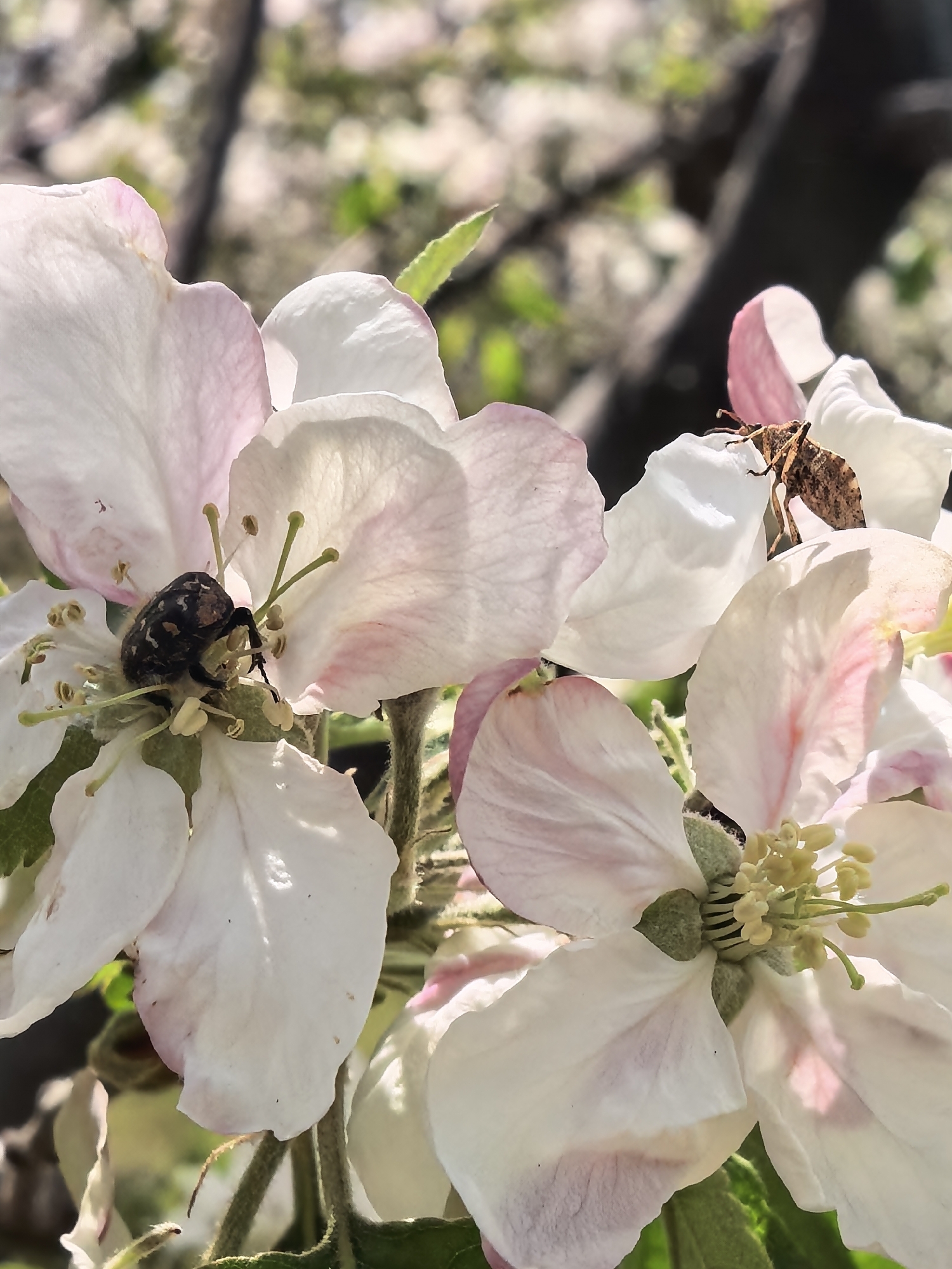 A close-up, brightly lit photograph captures a cluster of delicate apple blossoms, likely in Sapareva Banya, Bulgaria. The flowers feature soft white petals with subtle pink blush on their undersides and edges, and prominent yellow stamens with green pistils at their centers. The foreground is sharply focused, while the background is a soft, sun-dappled blur of green foliage and darker tree branches.
Two insects are visible among the blossoms. On the left, nestled deep within the stamens of one flower, is a dark-bodied beetle, possibly a Garden Chafer (Phyllopertha horticola), covered in pollen. Its carapace appears mottled black and brown. On the upper right side of the image, a second insect, light brown and elongated, with a somewhat textured, bark-like appearance, is perched on the edge of a petal.
The bright lighting suggests a clear, sunny day, likely morning or early afternoon, with direct sunlight illuminating the petals and casting subtle shadows. The scene evokes the vibrancy of spring or early summer, showcasing nature's intricate details and the interaction between insects and flowers. No visible text is present in the image.