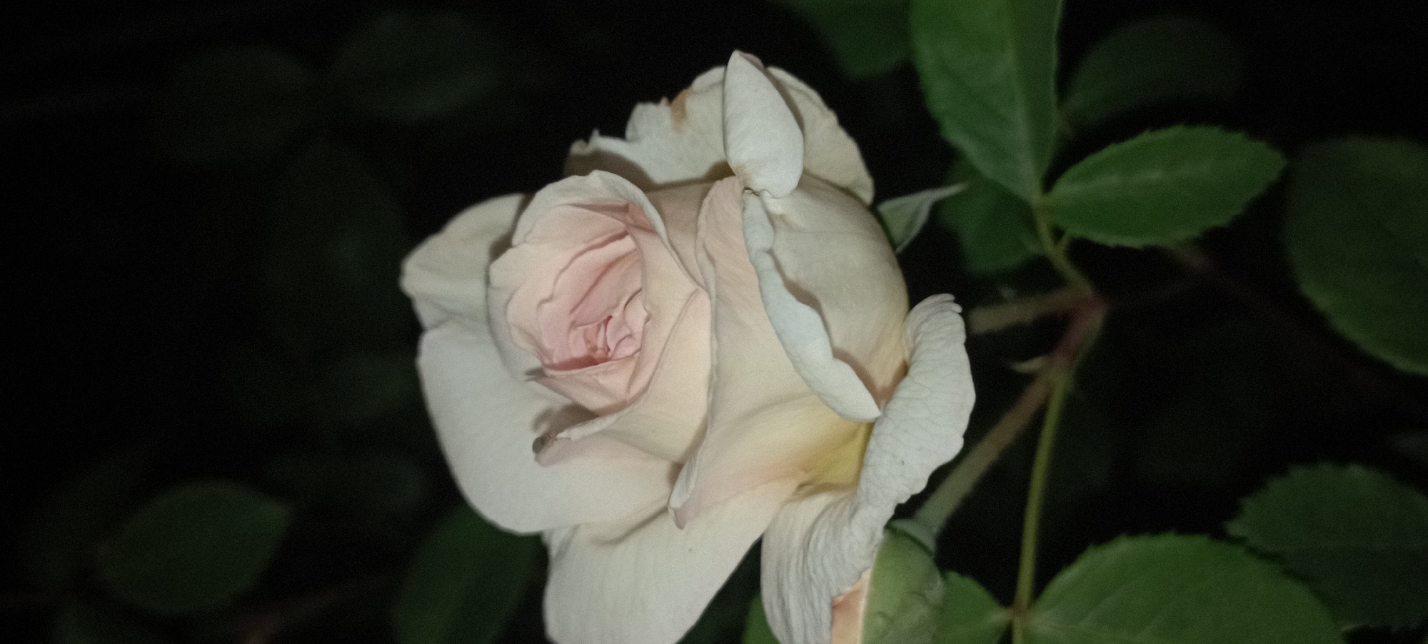 This media file is a close-up photograph of a single, light-colored rose in bloom, set against a dark, out-of-focus background of green leaves and what appears to be a dark night sky. The rose is predominantly white with soft pink hues visible in its tightly furled center petals, suggesting it is either a light pink rose or that the lighting is casting a pinkish tint. The petals are delicate and slightly ruffled, with some outer petals appearing to be unfurling. The rose is positioned on the right side of the frame, with its stem and a few leaves visible on the right and in the background.
The image has a soft focus overall, emphasizing the texture and subtle colors of the rose. The dark background creates a dramatic contrast, making the rose the sole focal point. The lighting suggests that the photograph was taken at night, possibly with artificial light illuminating the rose, or during a very dim twilight period. There are no people or discernible objects other than the rose and its foliage. No text is visible in the image. The setting appears to be a garden or natural outdoor environment. Given the location context of Radisne, Ukraine, this could be a rose in a garden in that region. The mood conveyed is one of quiet beauty and delicate naturalism.