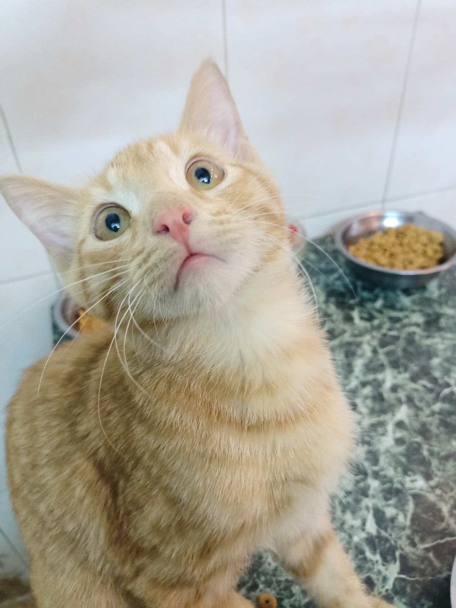 A close-up, eye-level shot shows an orange tabby cat looking upwards with a curious expression. The cat's fur is predominantly orange with darker tabby stripes. Its large, greenish-yellow eyes are wide open, and its pink nose and mouth are visible. The background features a tiled wall and a marbled countertop. On the countertop, a metal bowl filled with kibble is visible to the right of the cat. The environment appears to be indoors, possibly a kitchen or dining area. No specific location in Almaty, Kazakhstan, can be identified from the image.