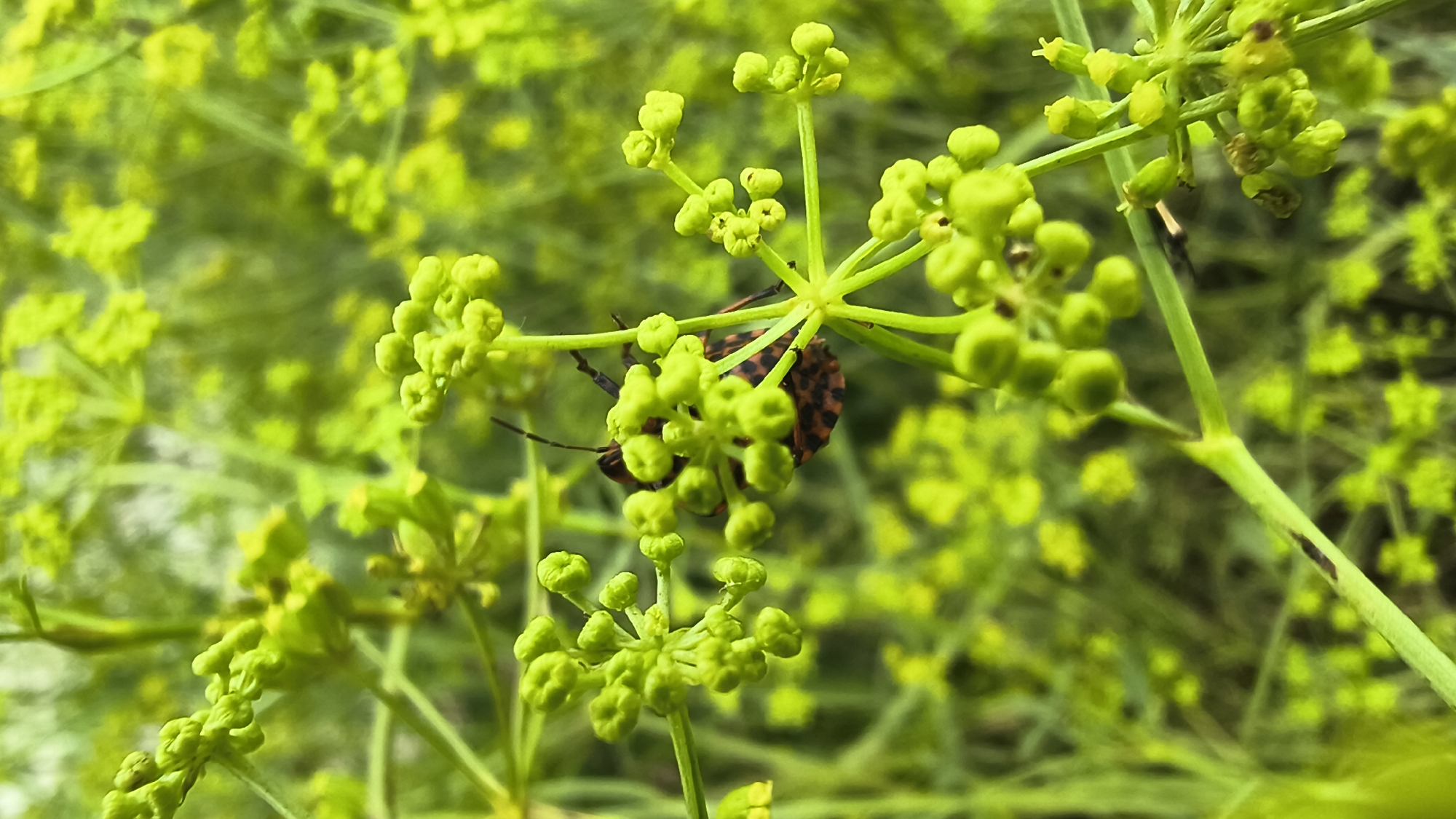 A close-up shot shows a brown and black insect with a reddish-brown patterned shell perched on a cluster of small, light green flower buds. The insect is facing away from the camera and its legs are extended. The flower buds are part of a larger plant with delicate stems and many more buds, creating a fuzzy green background. The scene is outdoors, with the greenery suggesting a natural environment. The lighting is bright and diffused, highlighting the details of the insect and the flowers.