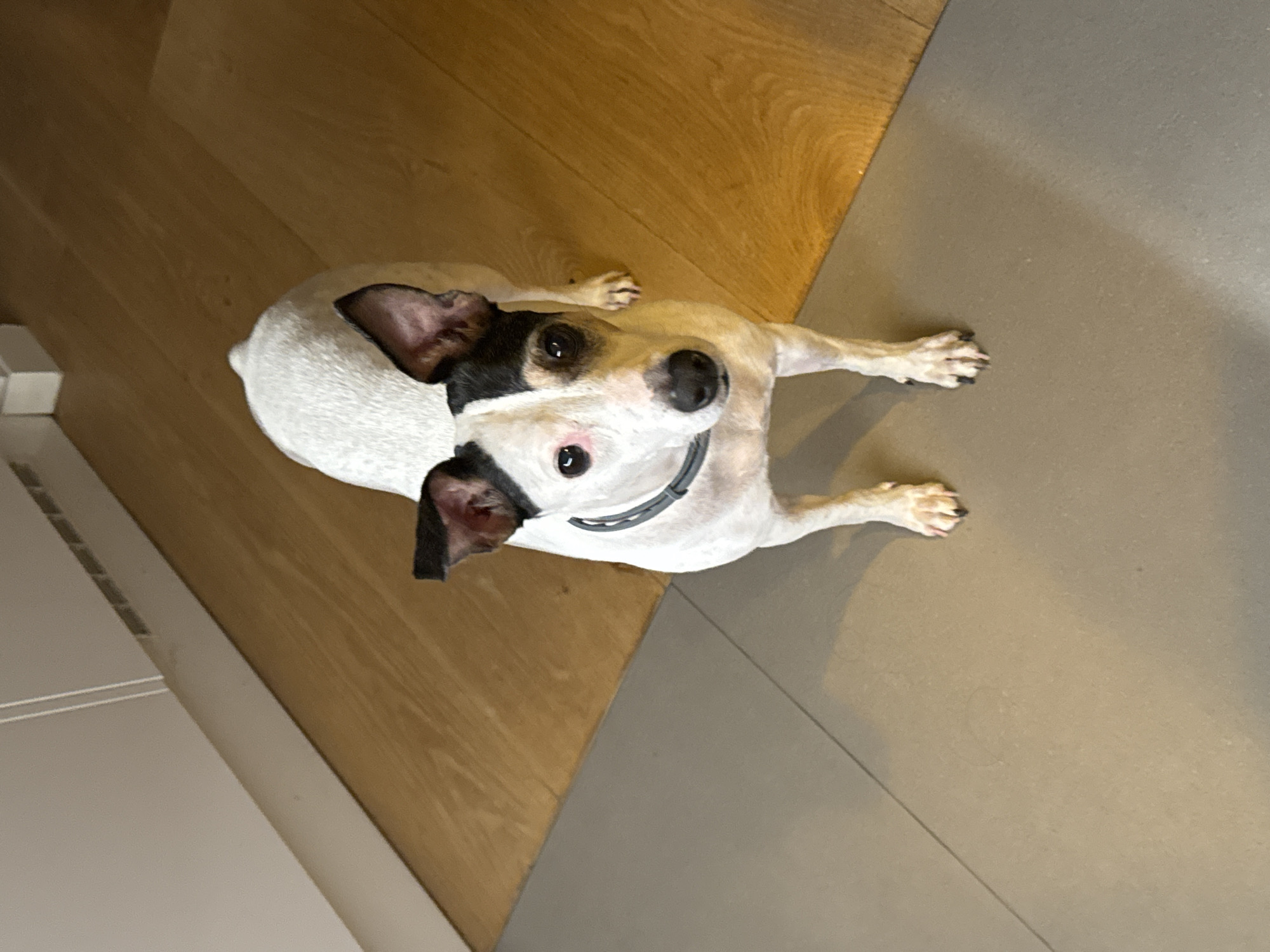An upward-facing, medium shot captures a small white dog with black markings on its head, ears, and face. The dog stands on a light gray tiled floor that transitions to a light brown wooden floor. In the background, a white baseboard runs along a wall with vertical white slats and a horizontal ventilation grate. The dog is wearing a dark gray collar. The scene is well-lit, likely indoors. There is no discernible connection to the city of Murcia, Spain.