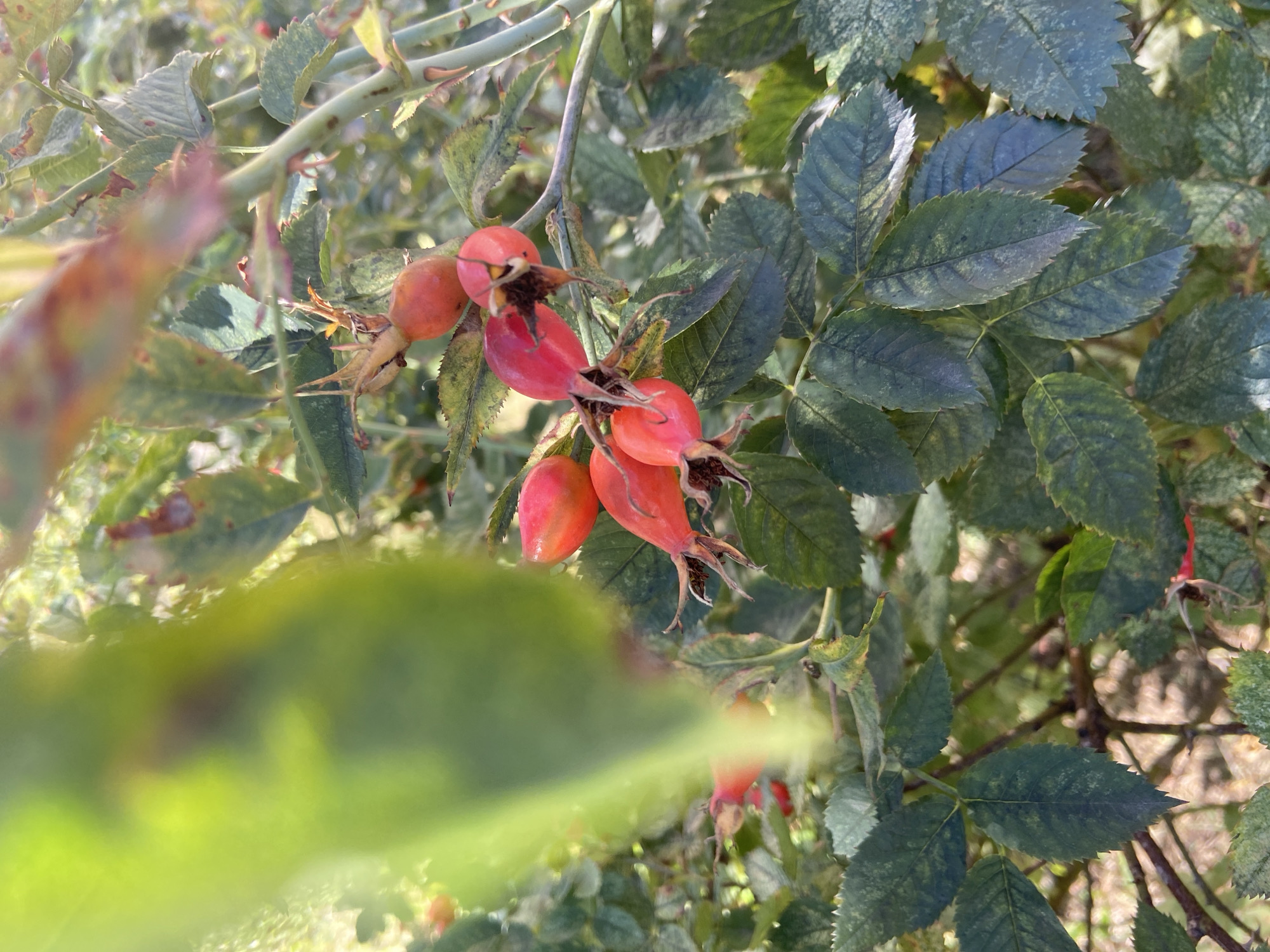 The image shows a close-up view of several ripe rose hips on a bush. The rose hips are a vibrant red-orange color and appear to be plump. They are attached to thorny stems and surrounded by dark green, serrated leaves. Some of the leaves show signs of age, with yellowing and brown spots. The background is blurred, with dappled sunlight filtering through the foliage, suggesting an outdoor setting. The scene is natural and appears to be in a garden or a natural area. There is no indication of any specific location within Balashikha, Russia, or any people or actions.
