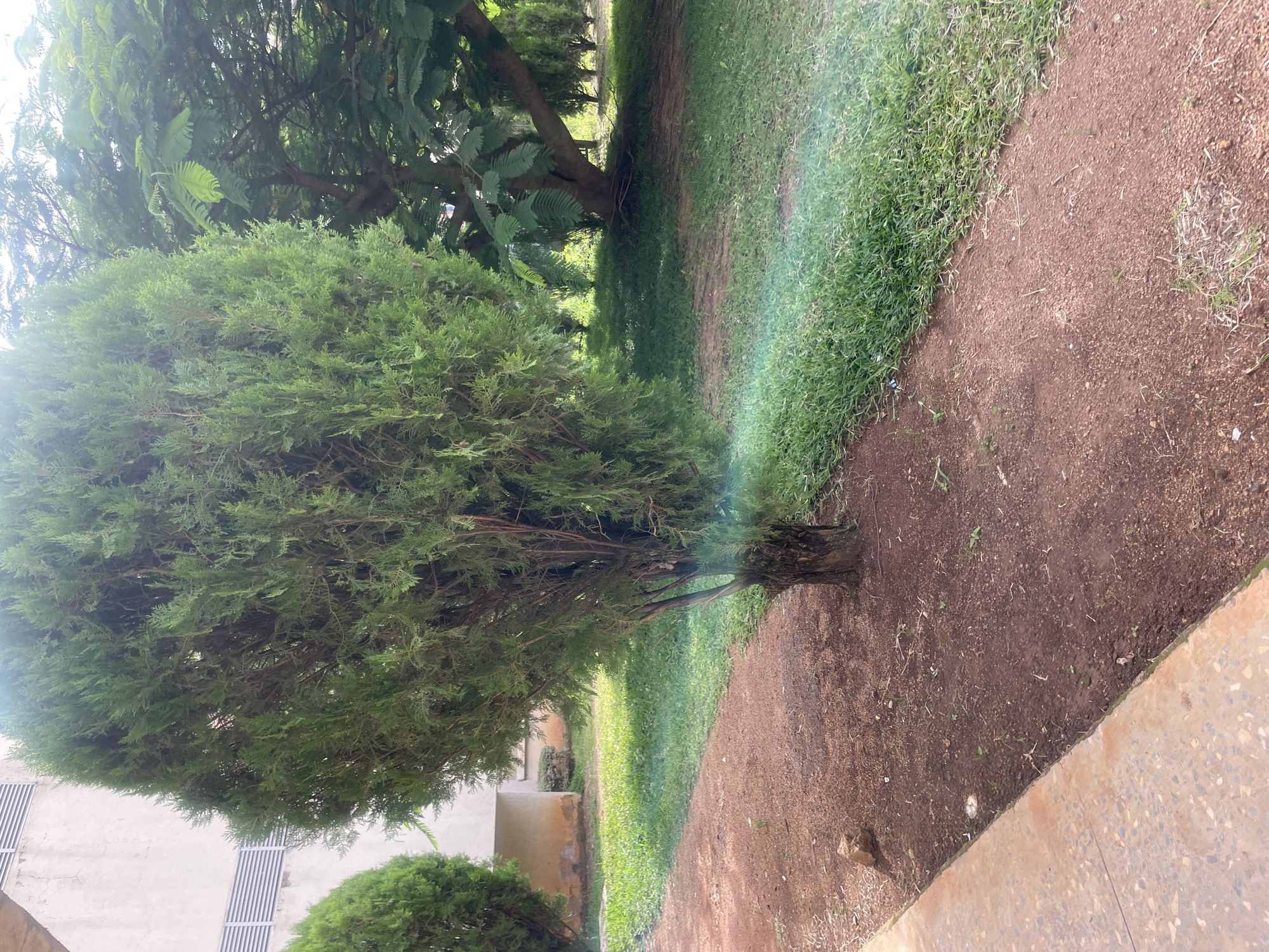 A medium shot captures a small, cone-shaped evergreen tree positioned in the foreground. Its trunk, dark and somewhat gnarled, is visible at the base. To the left of the tree, a paved walkway runs along the edge of the frame. Beyond the walkway, a grassy area extends into the background, with a larger tree featuring broad, compound leaves to the right of the evergreen. The background also shows a building with horizontal ventilation slots. The scene appears to be outdoors, possibly in a park or garden setting, with a rainbow-like spectral effect visible in the grass to the right of the foreground tree.