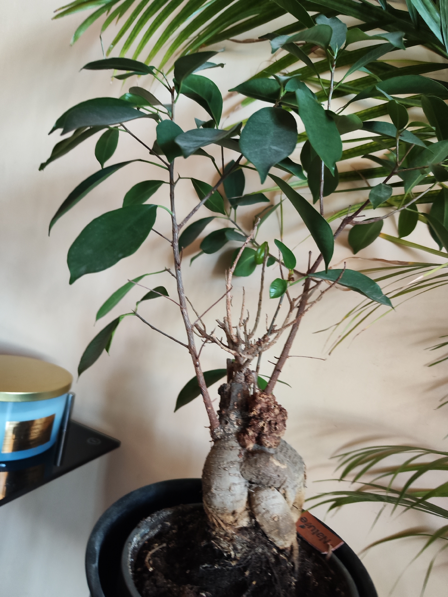 The image shows a potted plant in an indoor setting. The plant has a thick, bulbous base and several thin stems with green leaves. Some stems appear bare. Part of a second plant with slender green fronds is also visible. In the background, there's a plain, light-colored wall. A small, blue container sits on a black surface to the left of the plant. The environment suggests a domestic interior. No information given indicates the location of the scene is in Burgas, Bulgaria.