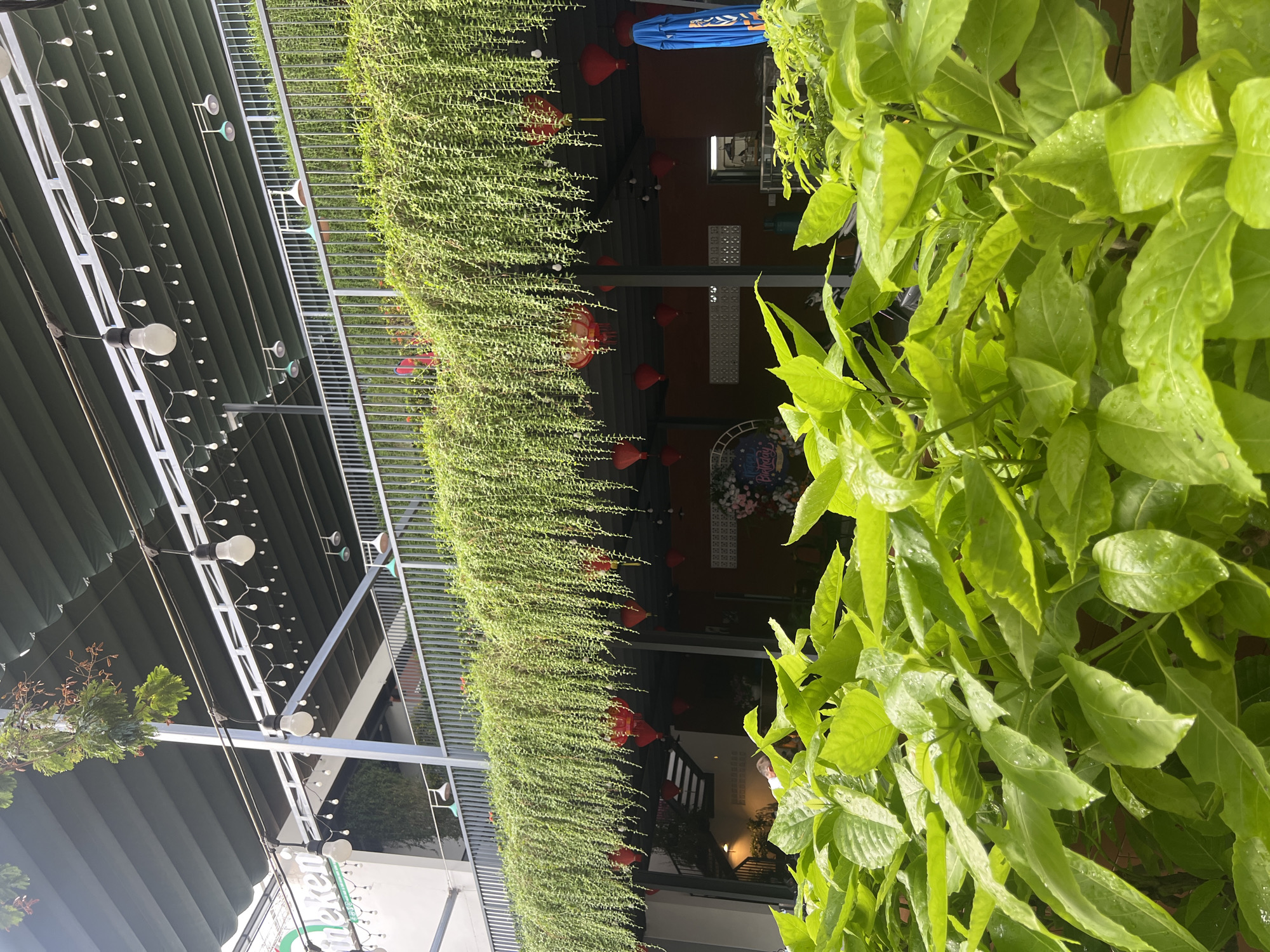 A photograph taken outdoors in Nha Trang, Vietnam, shows a view looking upwards at an exterior balcony area of a building, heavily draped with a cascade of hanging green plants. The balcony is equipped with a metal railing and is adorned with strings of small, clear lightbulbs and several red lanterns. Below the balcony, the interior of a building is visible, featuring orange walls, staircases, and more decorative elements like a "Happy Birthday" banner. In the foreground, vibrant green leaves of a plant dominate the lower portion of the frame, with some water droplets visible on them, suggesting recent rain or watering. The overall scene conveys a lively and decorated outdoor dining or seating area.