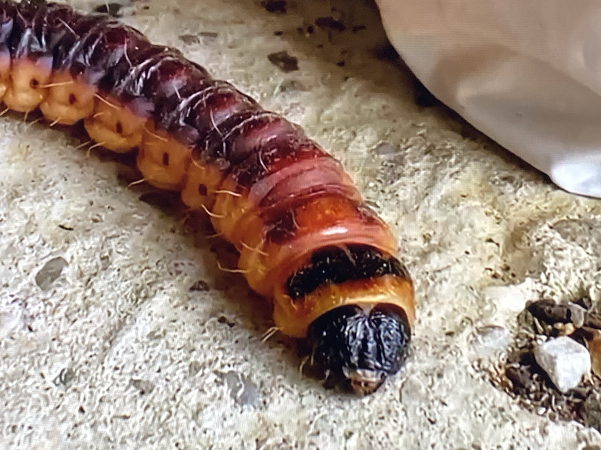 A close-up shot shows a large caterpillar with a dark head and a segmented body that transitions from orange to dark red. The caterpillar is on a rough, light-colored surface, possibly concrete or stone, with some small pebbles and debris scattered around. To the upper right of the caterpillar, a blurred, light-colored object, likely fabric, is partially visible. The image is well-lit, highlighting the texture and colors of the caterpillar and its surroundings. The setting does not provide specific visual cues to determine its location within the city of Purkersdorf, Austria.