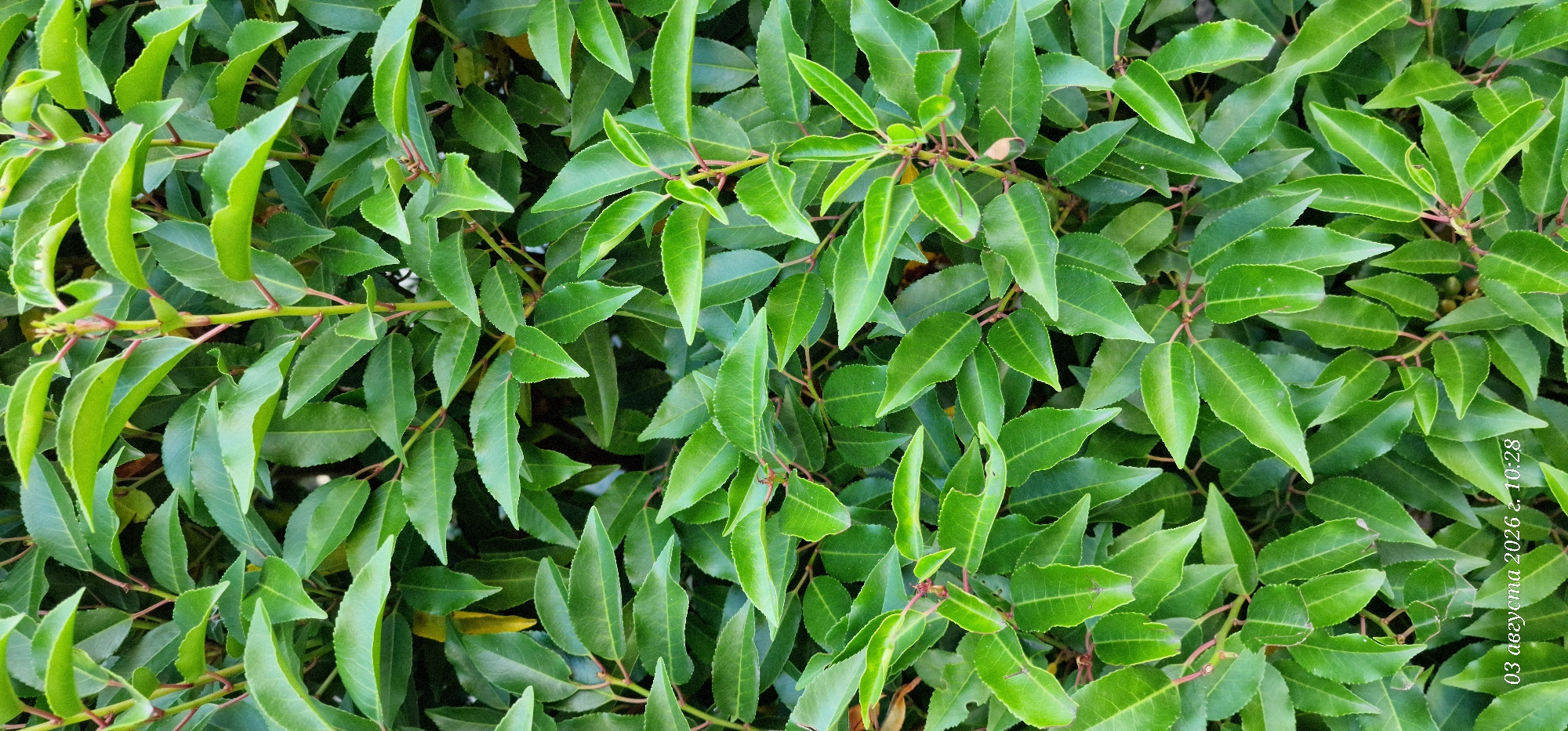 The image shows a dense hedge of vibrant green leaves. The leaves are oval-shaped with pointed tips and appear to be glossy. They are arranged in an overlapping pattern along reddish-brown stems, creating a textured and layered effect. In the lower left corner of the image, there is a timestamp that reads "03 августа 2026 г. 10:28". The scene depicts an outdoor environment, likely a garden or park, with the vegetation filling the entire frame. There are no people or animals visible in the image. The lighting suggests it is daytime, with the sunlight illuminating the leaves and creating subtle shadows. The specific location in Brasschaat, Belgium, is not determinable from the visual information provided.