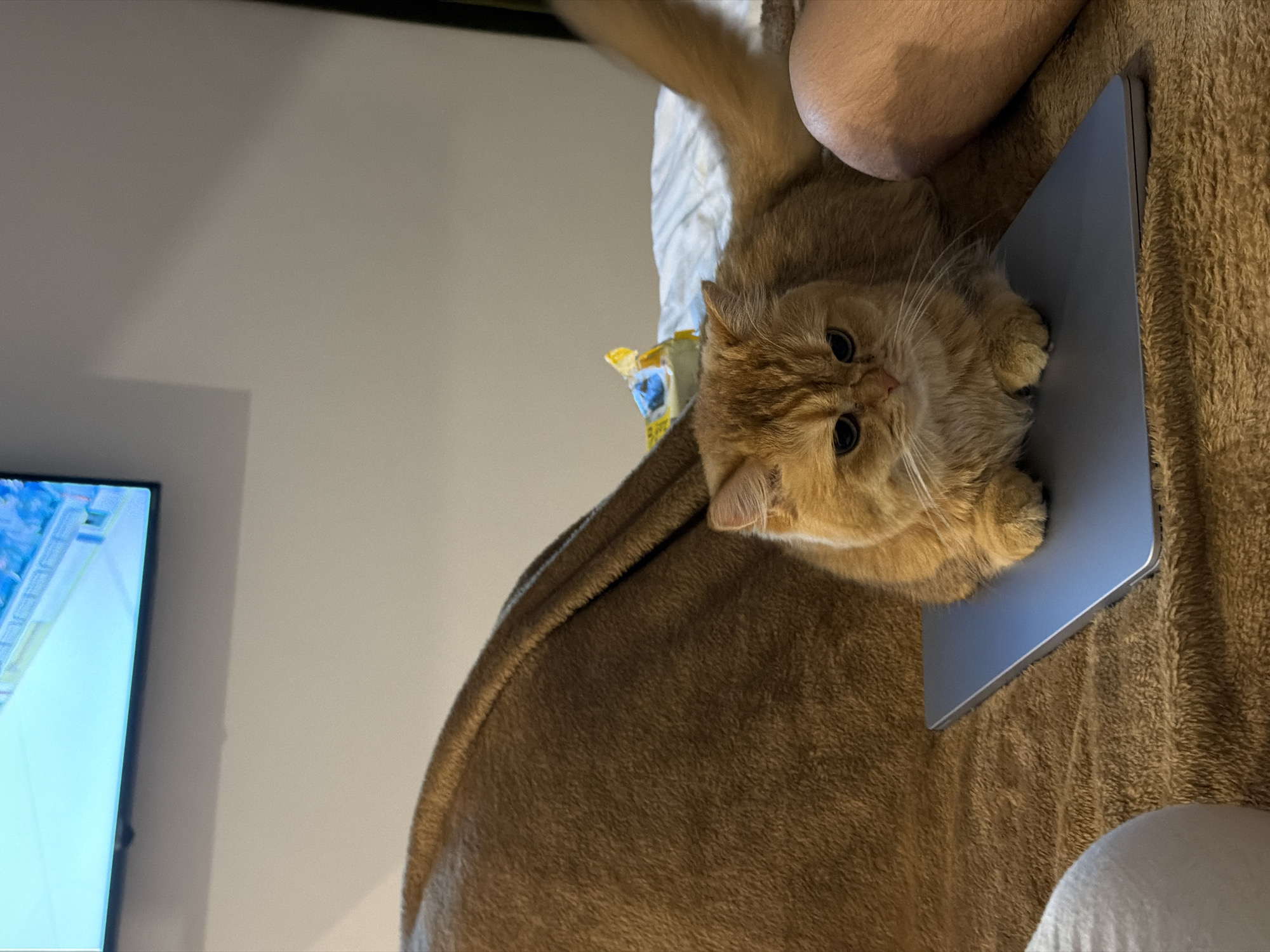 An orange Persian cat is lying on a closed laptop on a brown blanket. The cat is facing the camera with its paws resting on the laptop. To the right of the cat is a person's leg. In the background, a television is mounted on a wall, displaying a bright blue and white image. The scene appears to be indoors, likely in a living room or bedroom. There is no indication of the specific location being Đà Nẵng, Vietnam.