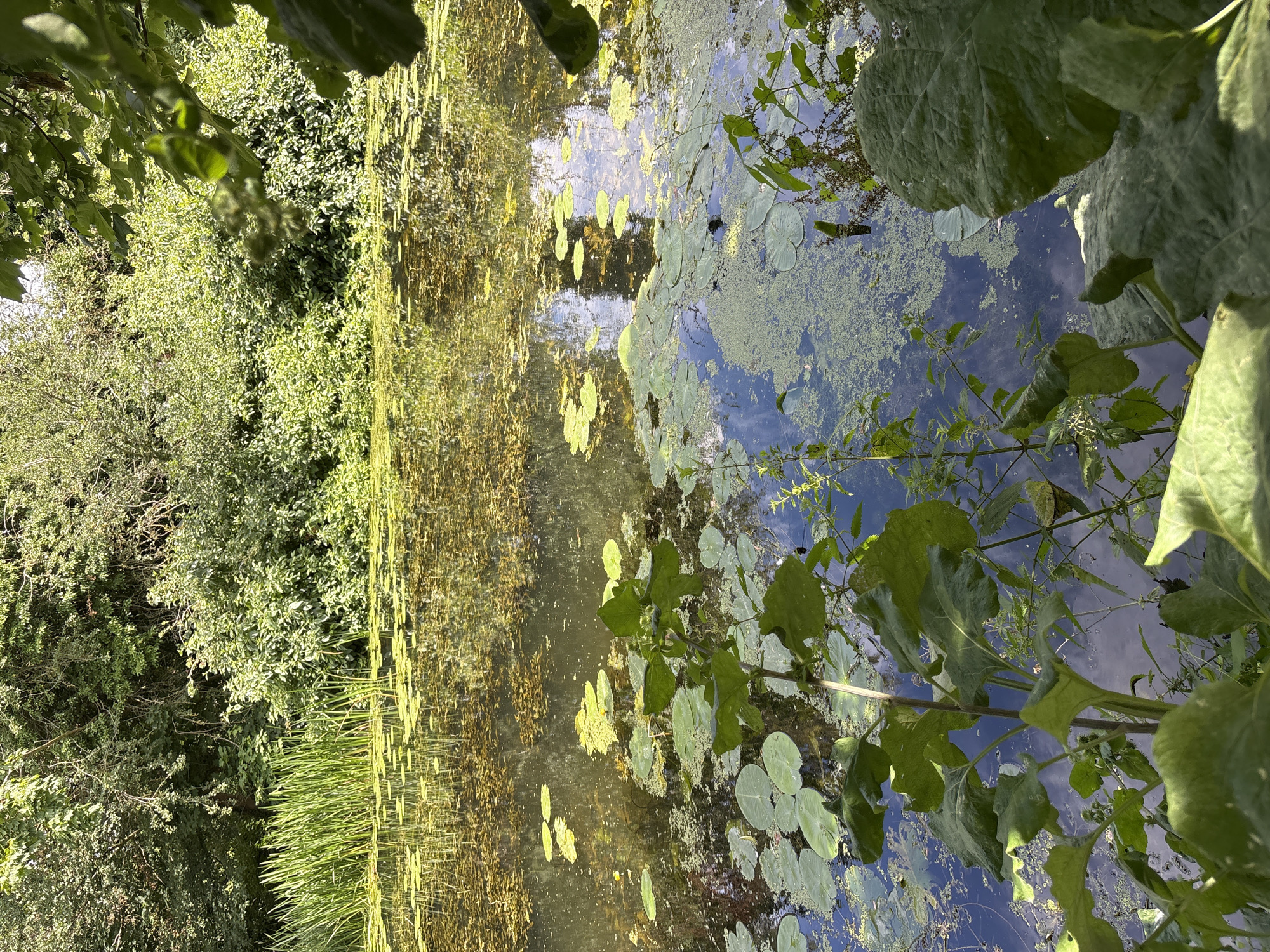 This is a still photograph of a pond, taken in an outdoor setting. The image is oriented vertically, with the pond occupying the majority of the frame. The water is partially covered with lily pads and algae, and reflections of trees and the sky are visible on its surface. On the left side of the image, lush green foliage and trees line the edge of the pond. On the right side, the foreground is dominated by large green leaves of a plant that overhang the water. The scene appears to be set during the daytime, with bright sunlight illuminating the vegetation and water. The overall impression is one of a tranquil, natural environment. No people or text are visible in the image.